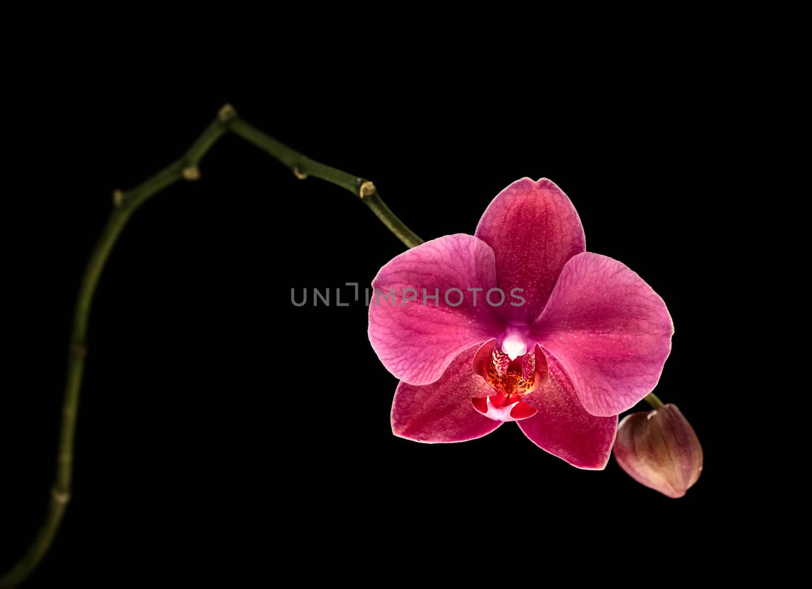 Phalaenopsis. Colorful pink orchid on black background