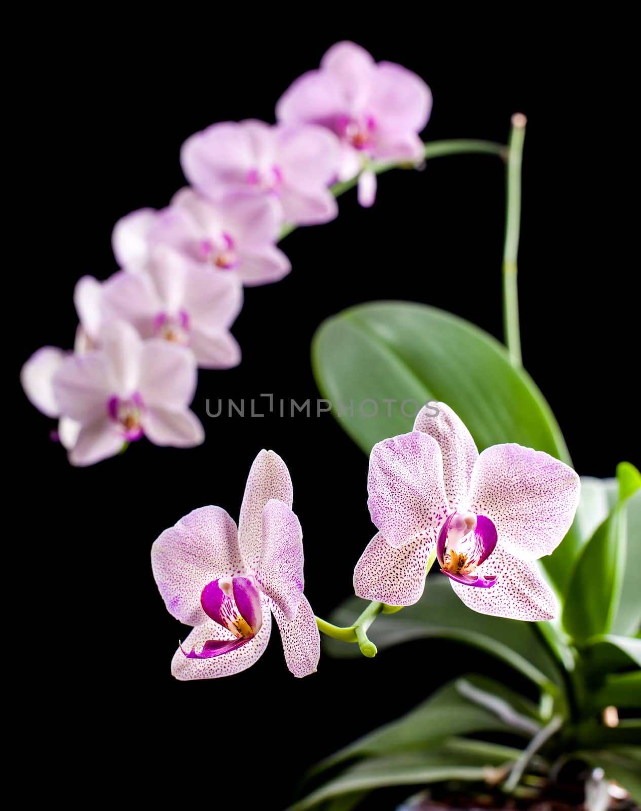 Phalaenopsis. Orchid on black background