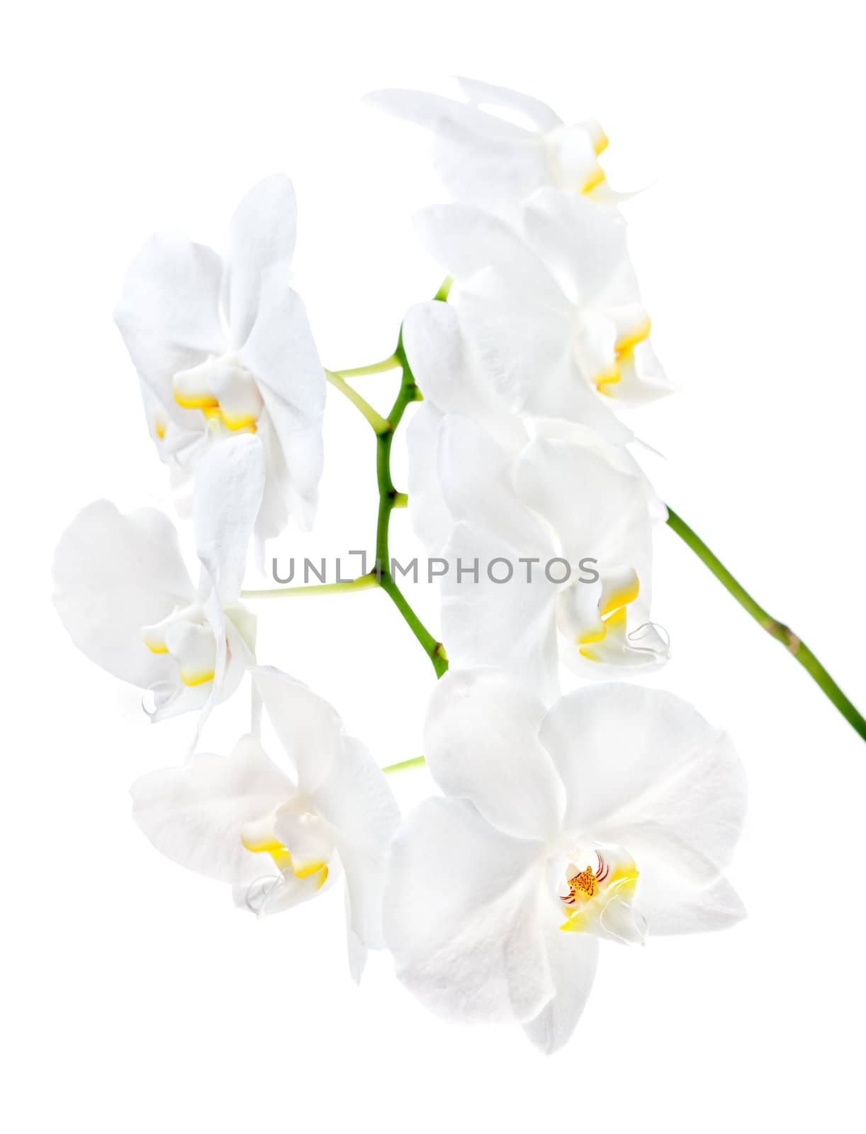White orchid by palinchak