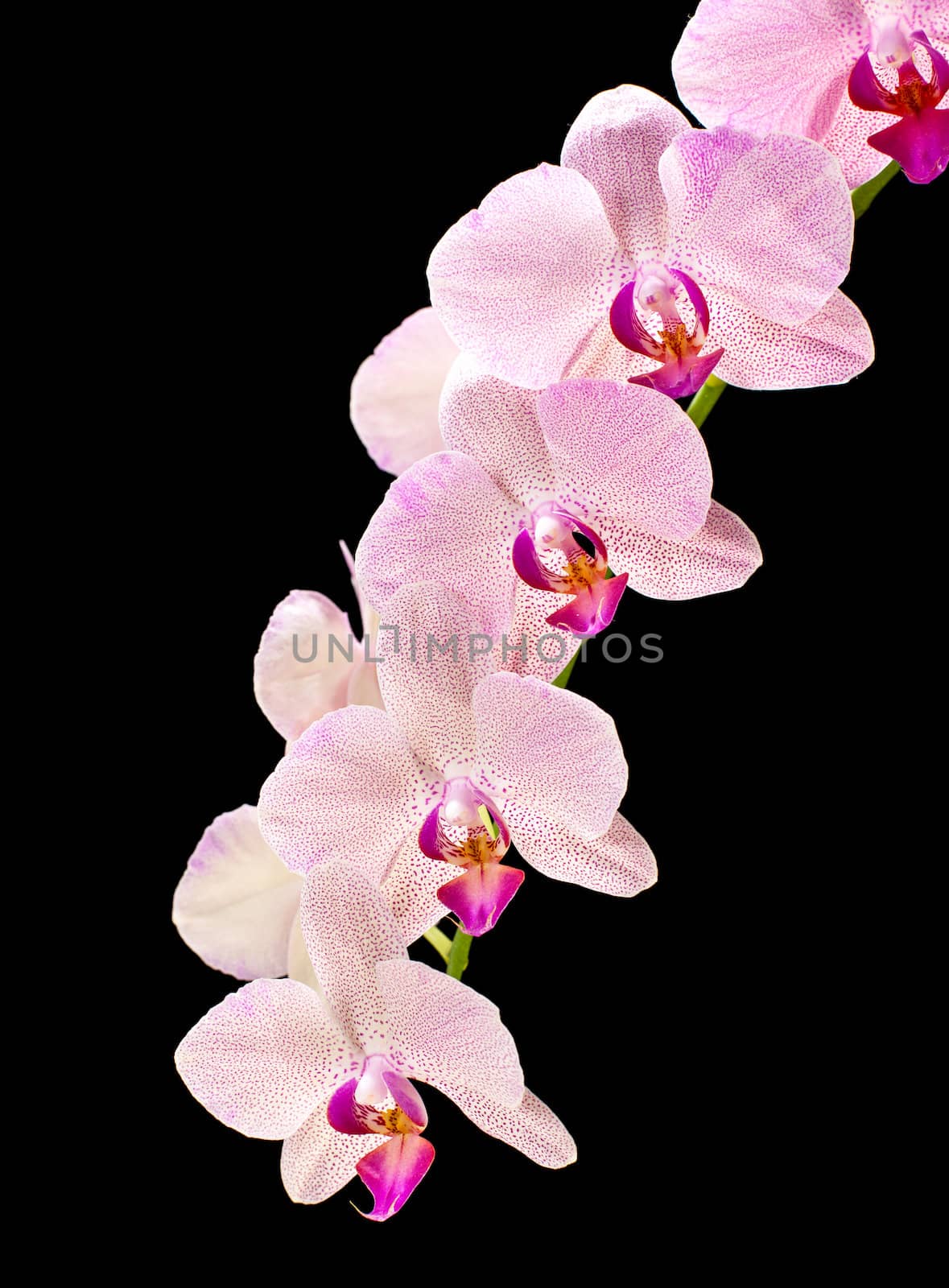 Phalaenopsis. Orchid on black background