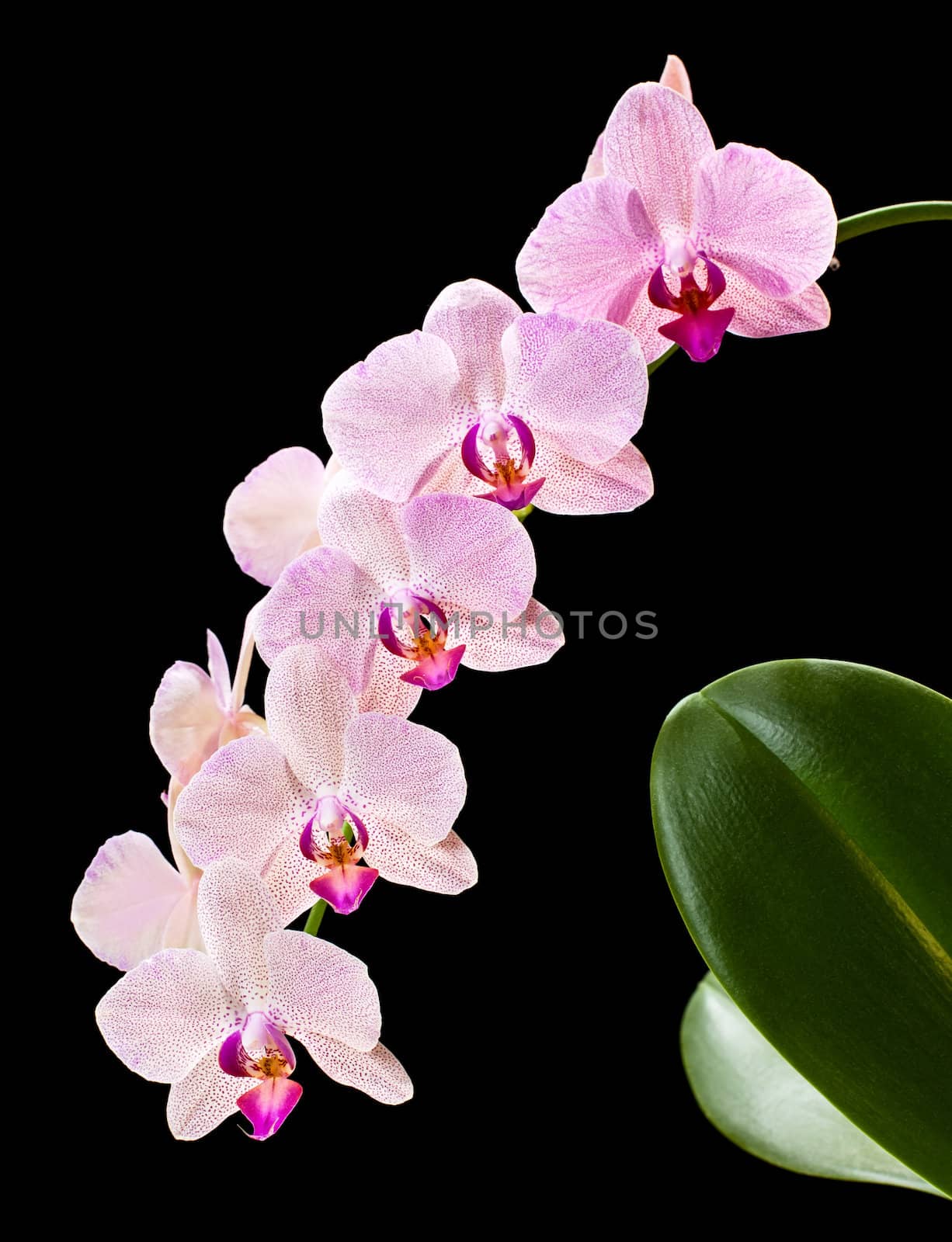 Phalaenopsis. Orchid on black background