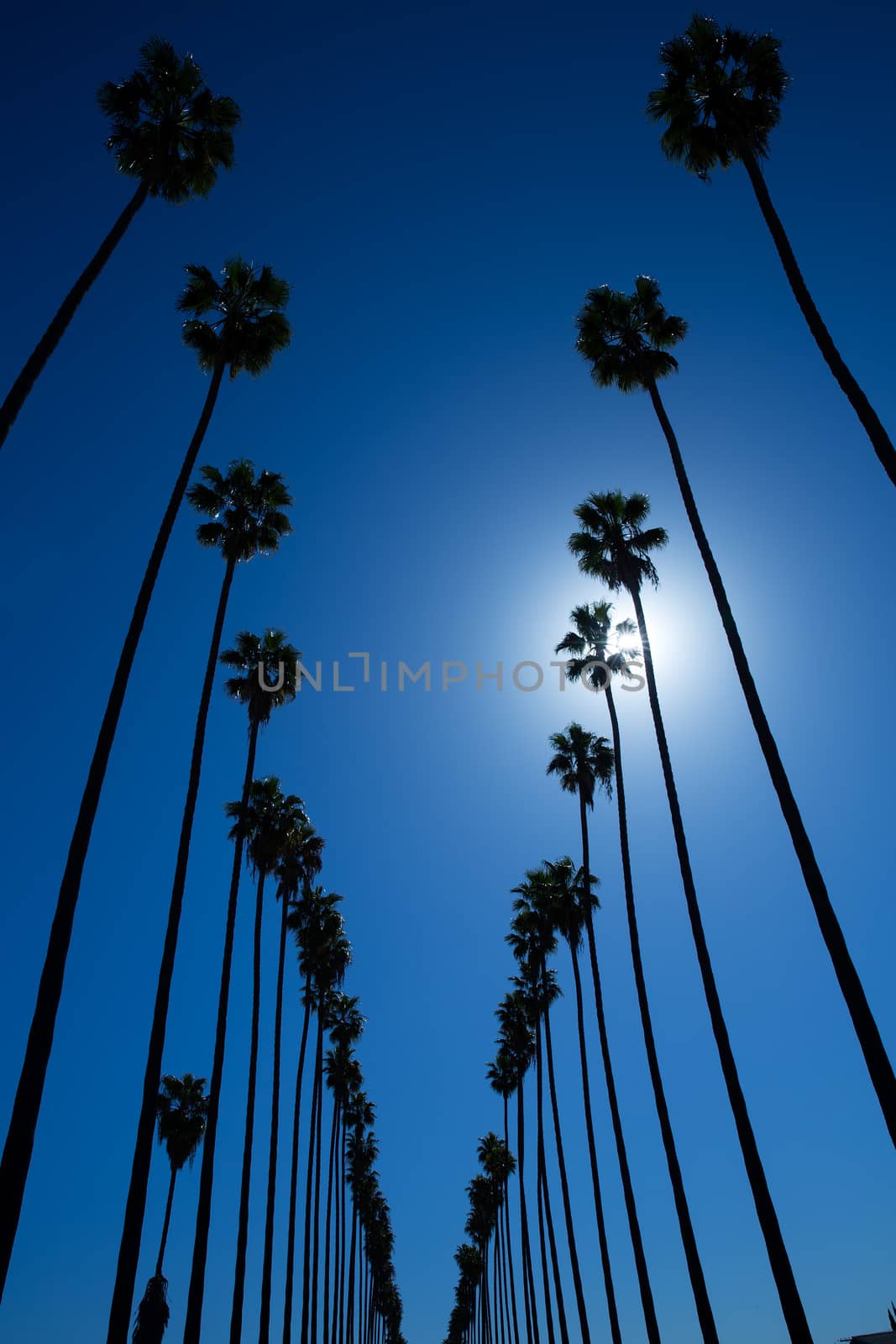 LA Los Angeles palm trees in a row typical California Washingtonia filifera