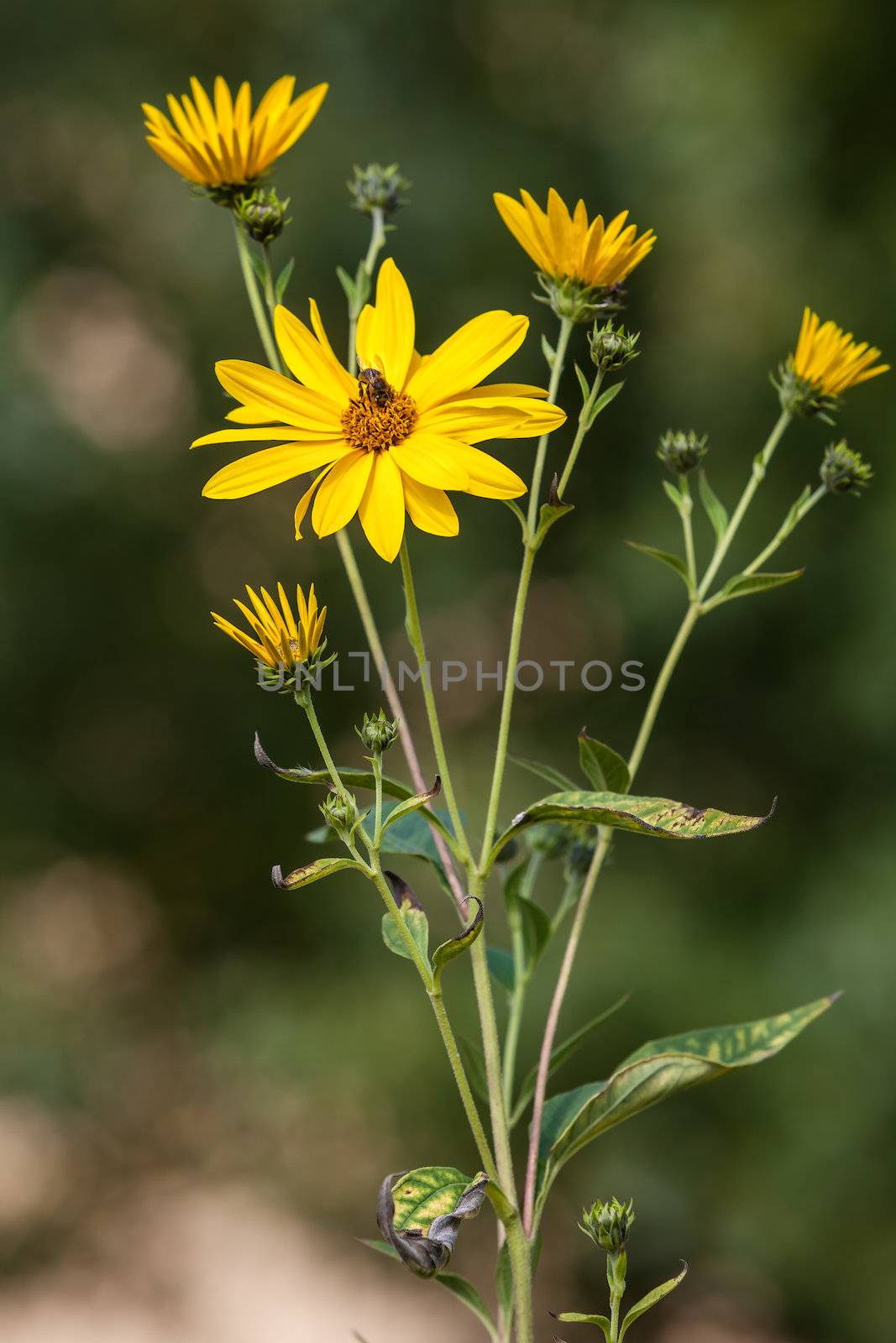 Topinambur. Jerusalem artichoke on soft nature background