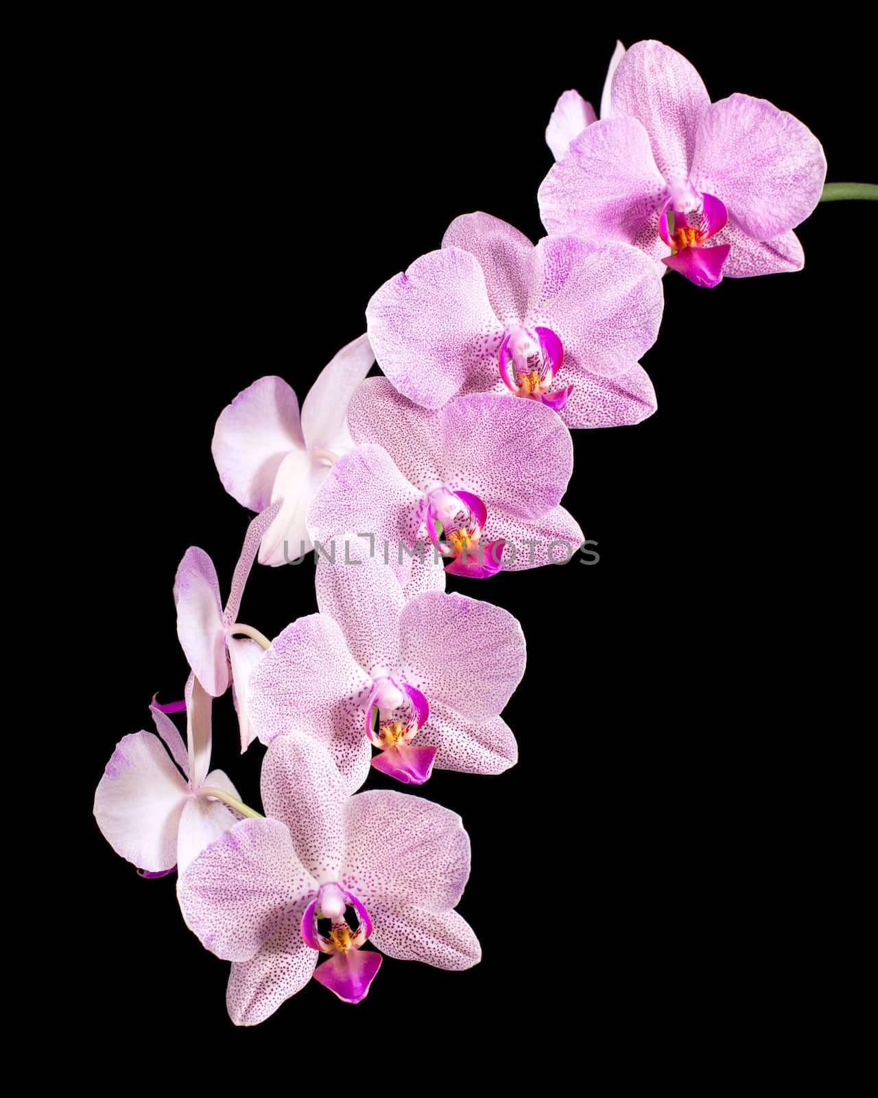 Phalaenopsis. Orchid on black background