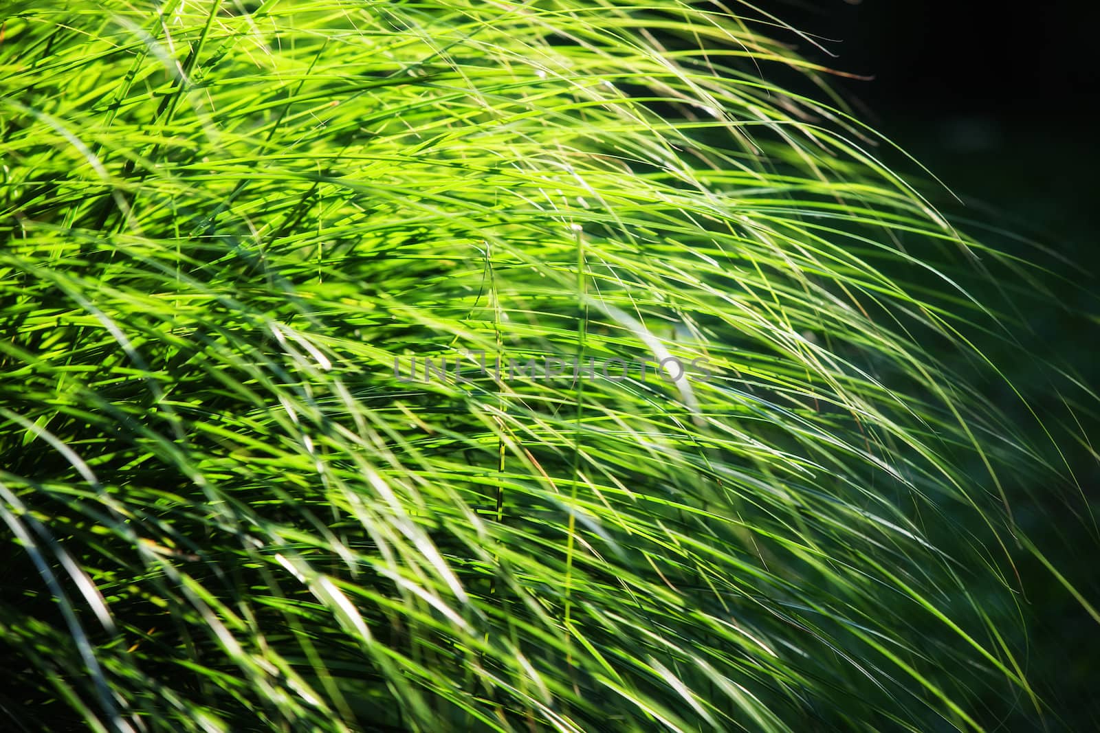 Soft nature background. Long leaves of grass illuminated by sun