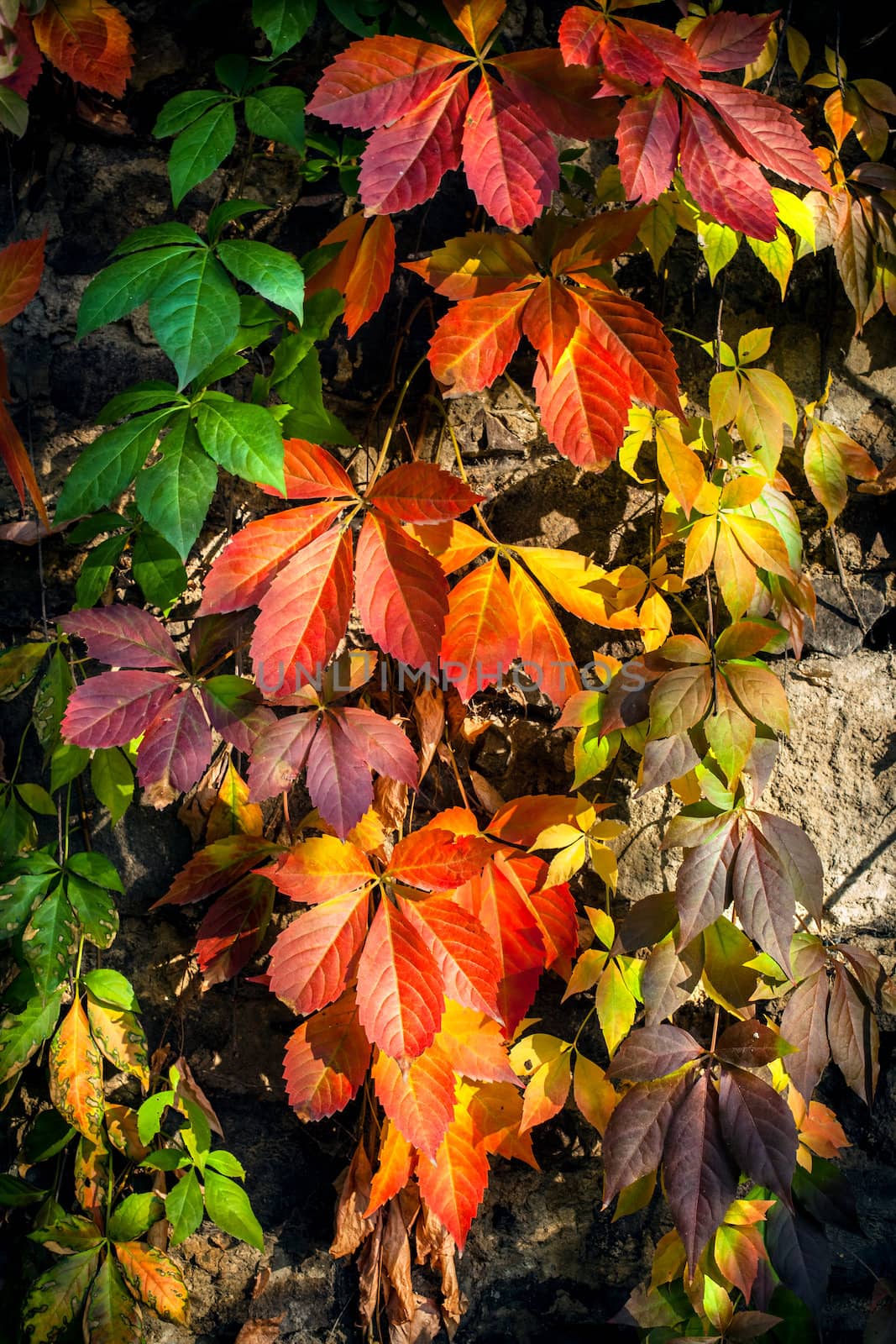 autumn background of wild grapes