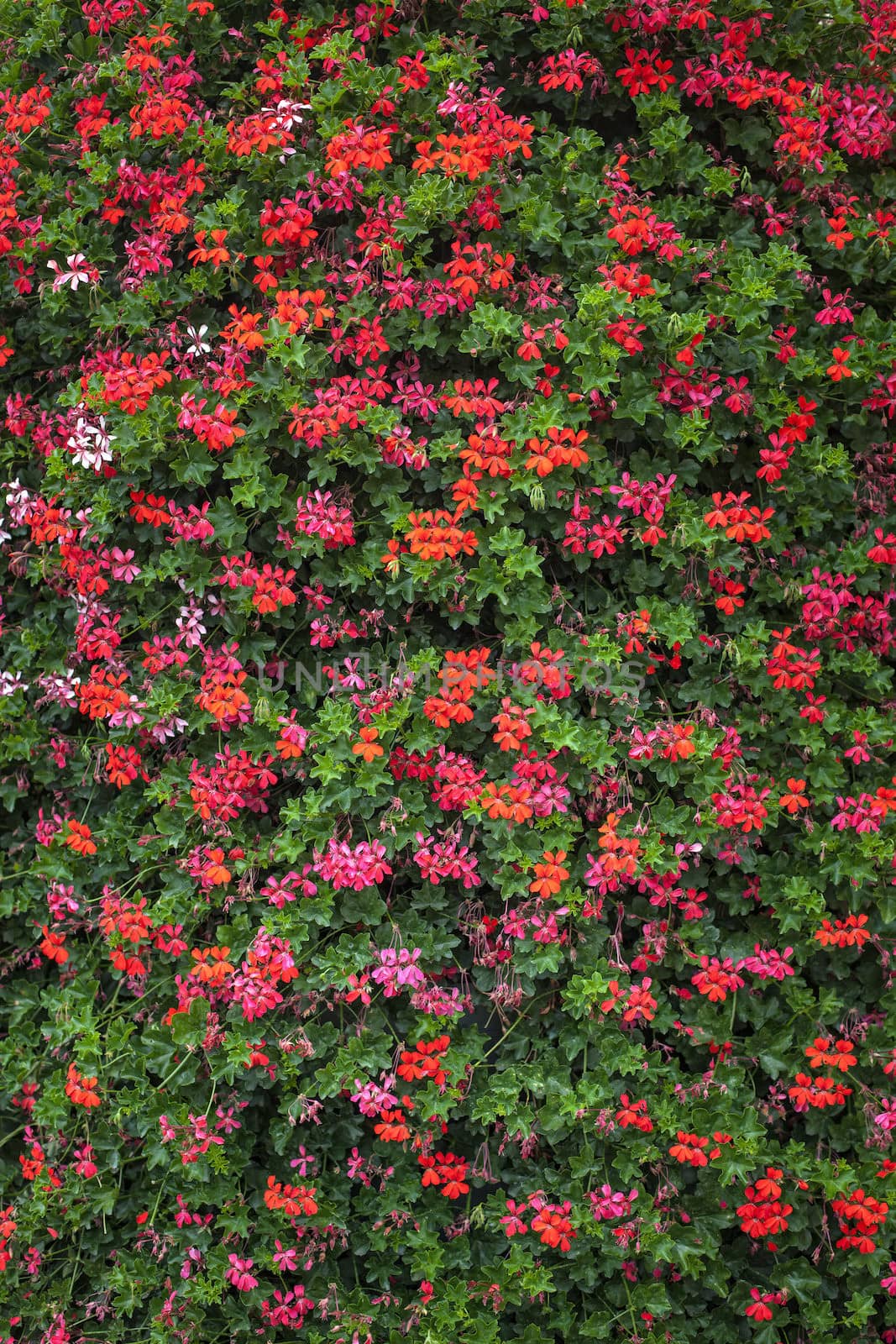 Colorful floral background from small flowers