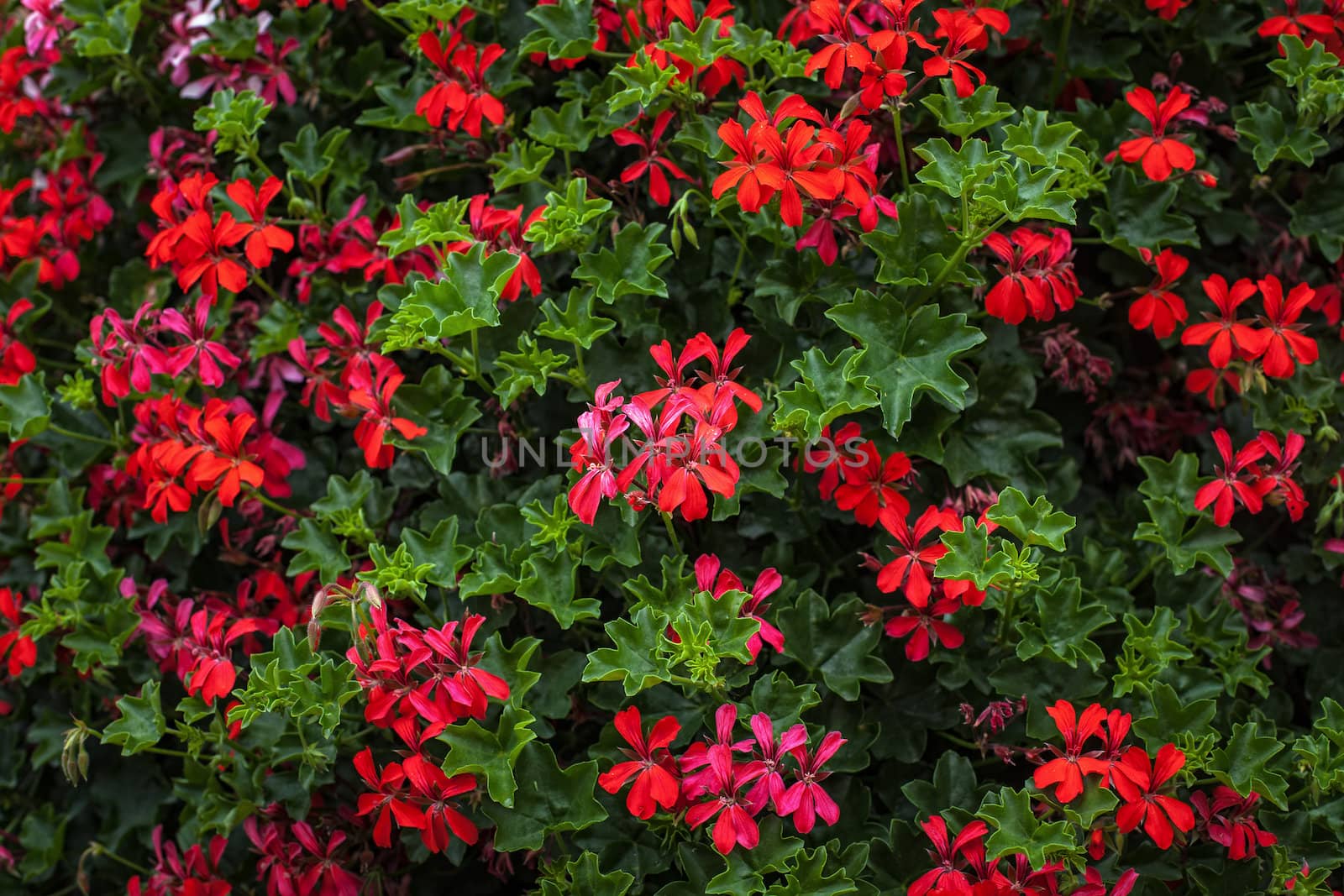 Colorful floral background from small flowers