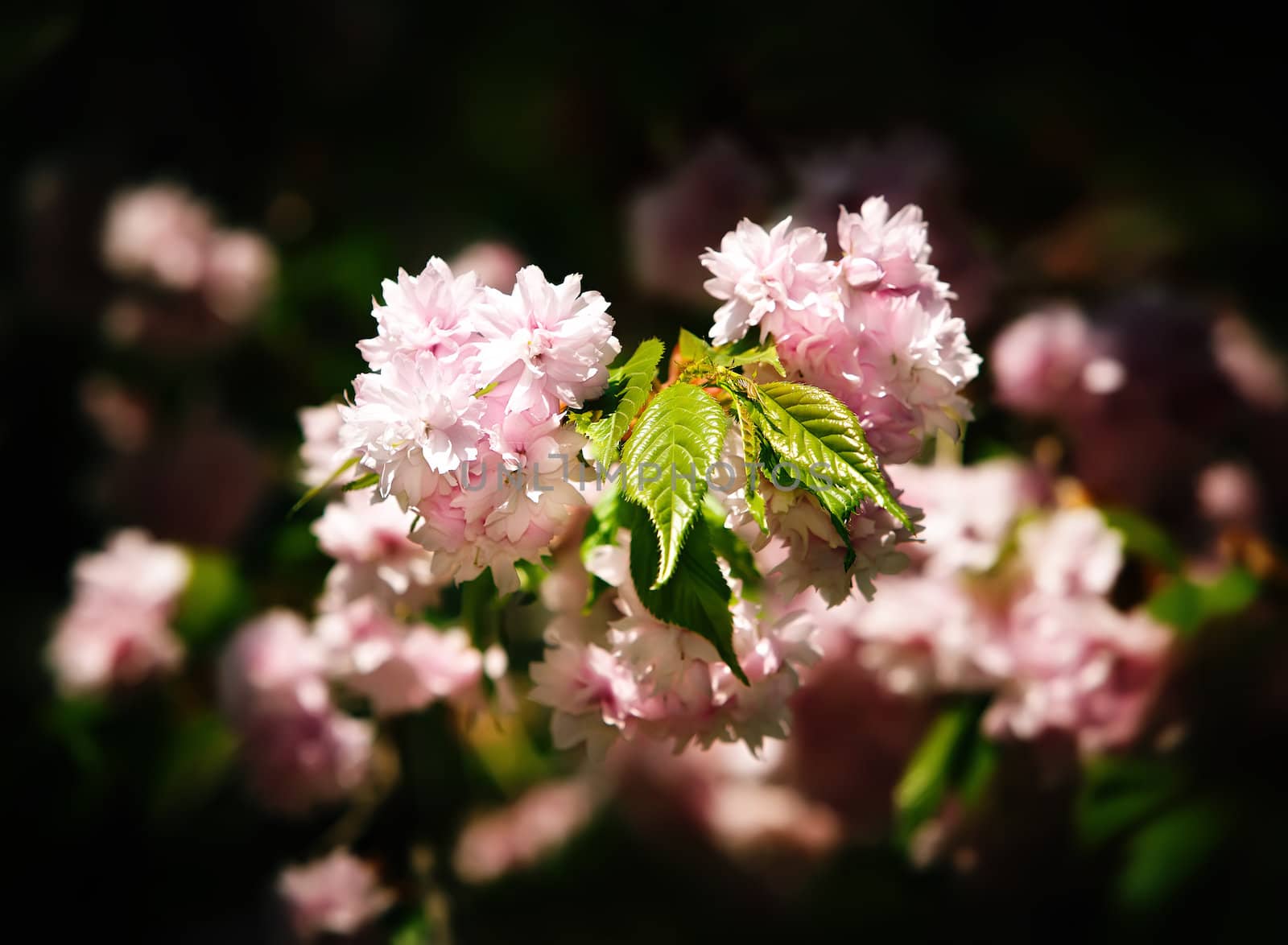 Soft glow of Japanese cherry-tree blossoms in sun light