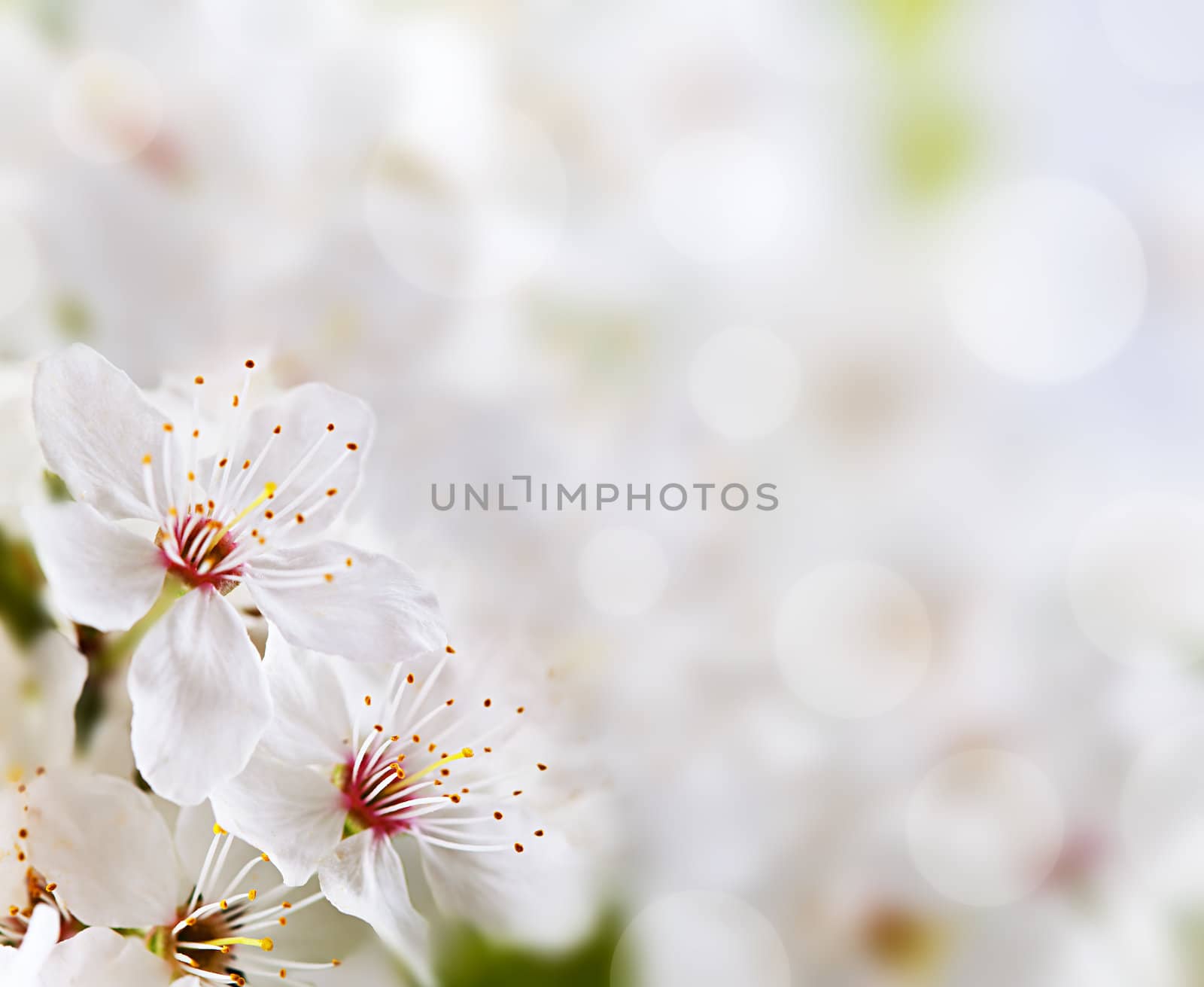 Soft floral background. Spring flowers