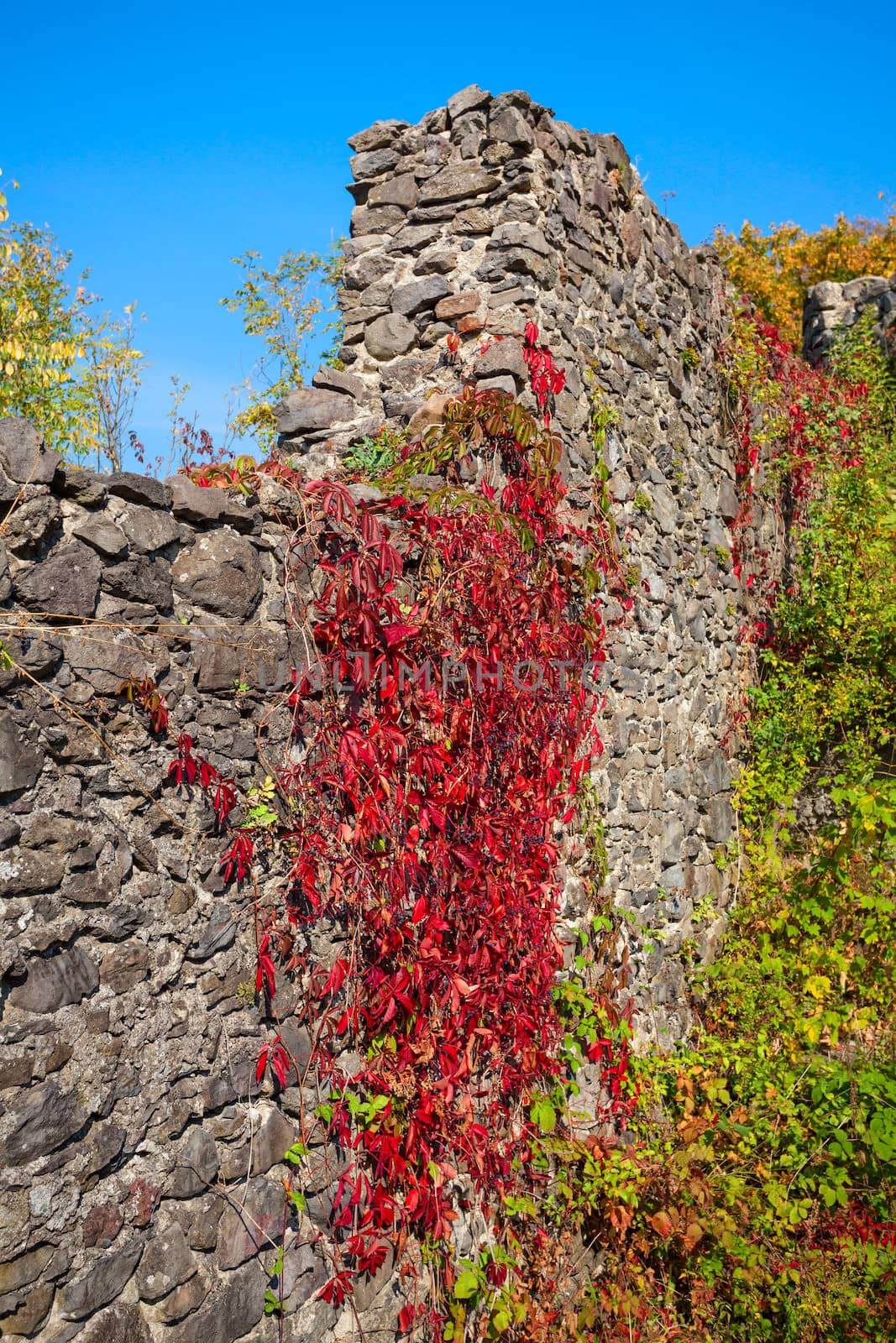 Nevitsky Castle. The wall of an old castle in early autumn