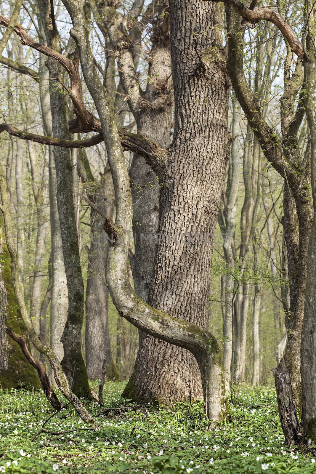 Spring forest with old trees and anemones (first spring flowers)