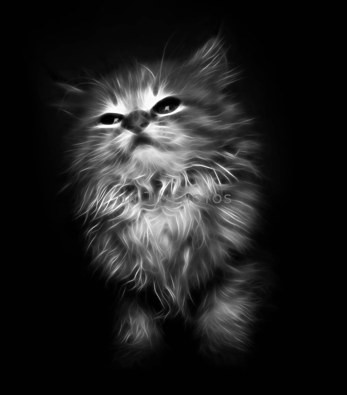 Abstract kitten on black background