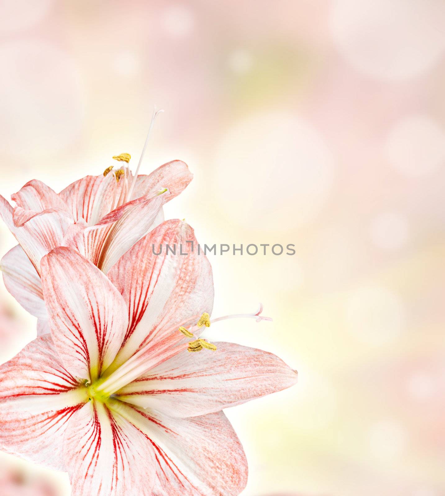 Amaryllis (Hipperastrum) abstract soft floiral background with lights