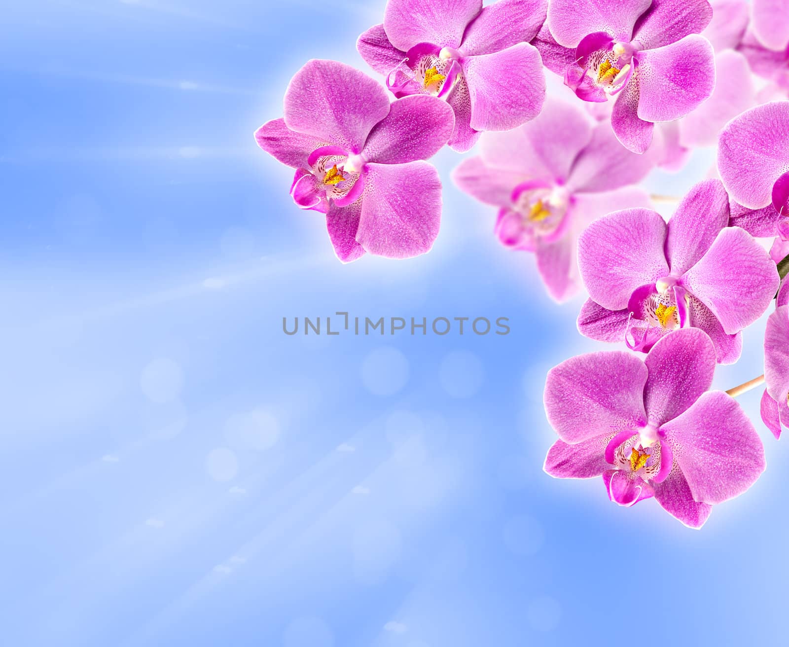 Colorful pink orchid on abstract blurred background
