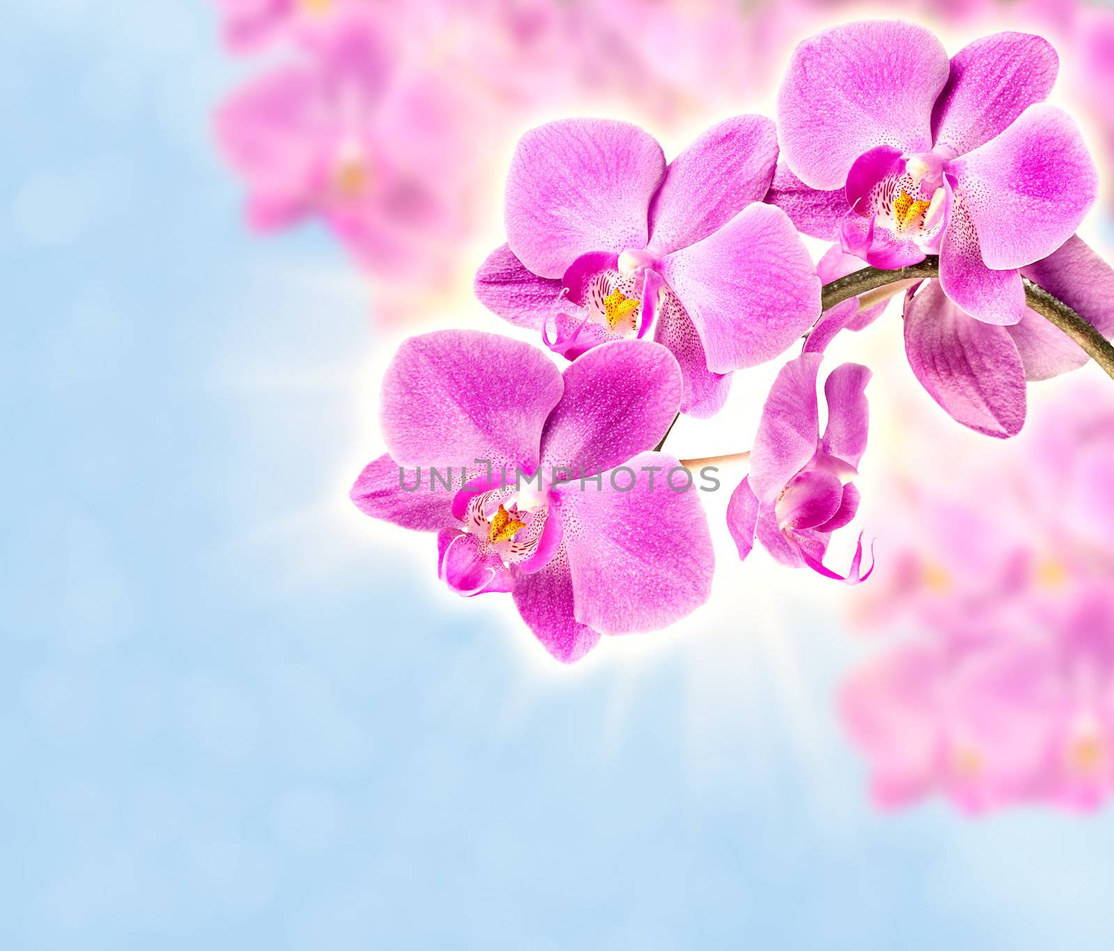 Colorful pink orchid soft blue background with light beams