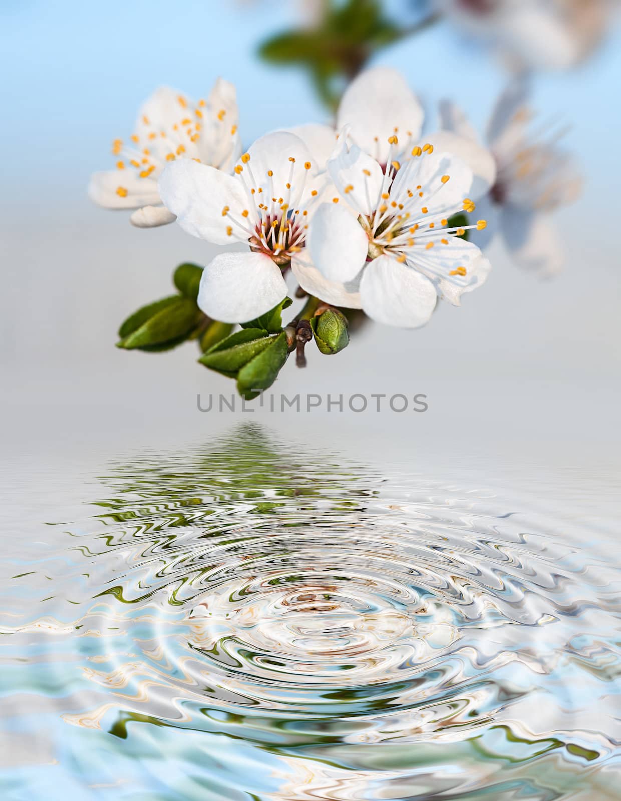 Spring. Blossoming tree brunch with white flowers and water reflection