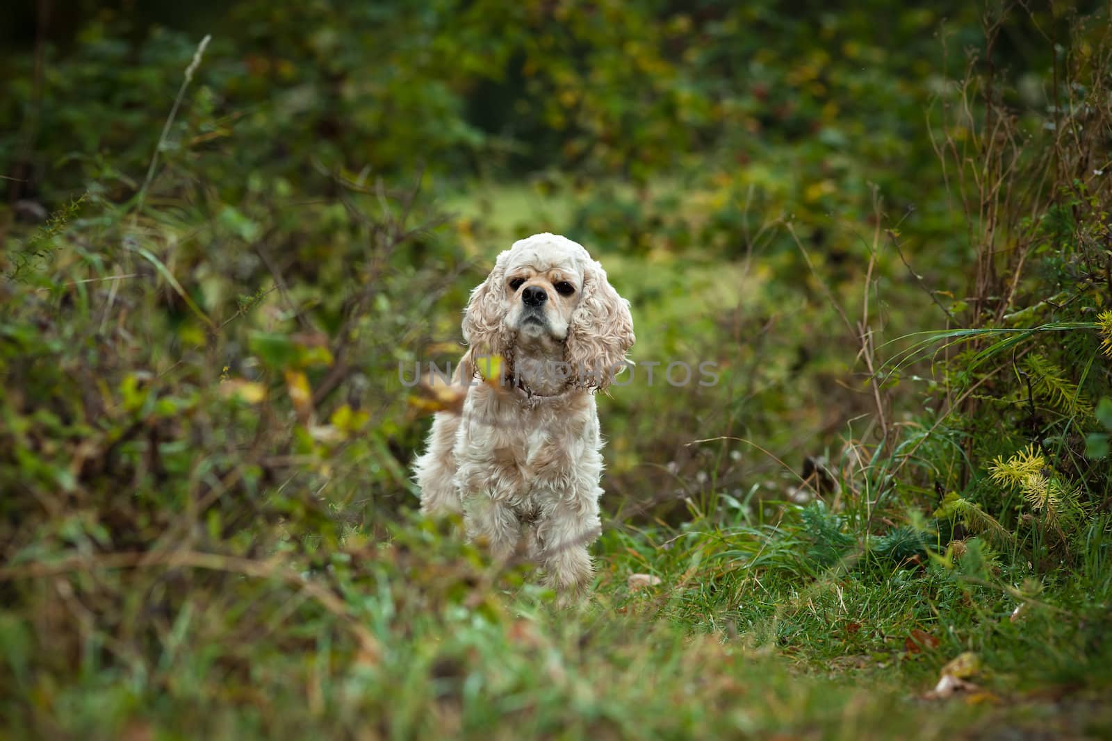 American Cocker Spaniel (1,5 years) on nature background
