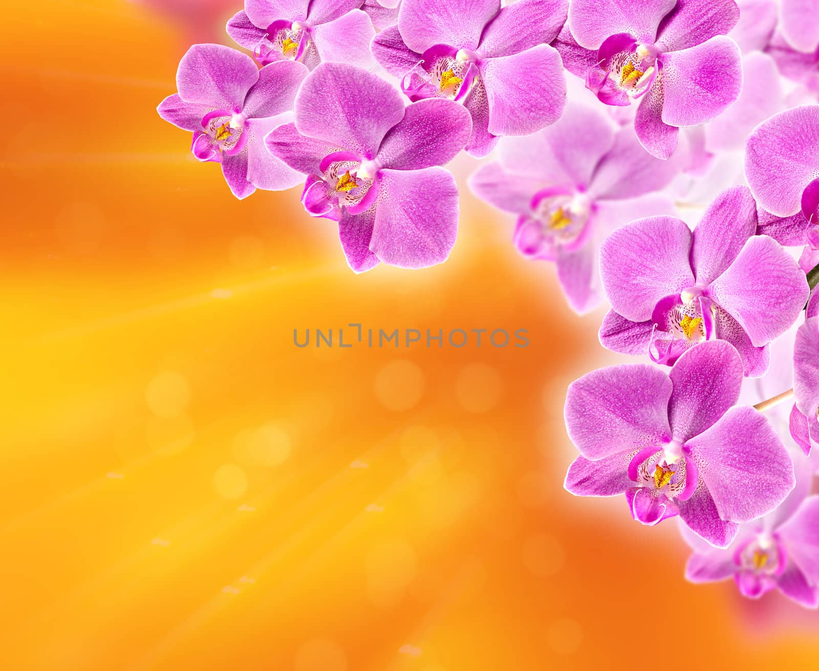 Colorful pink orchid on abstract blurred background
