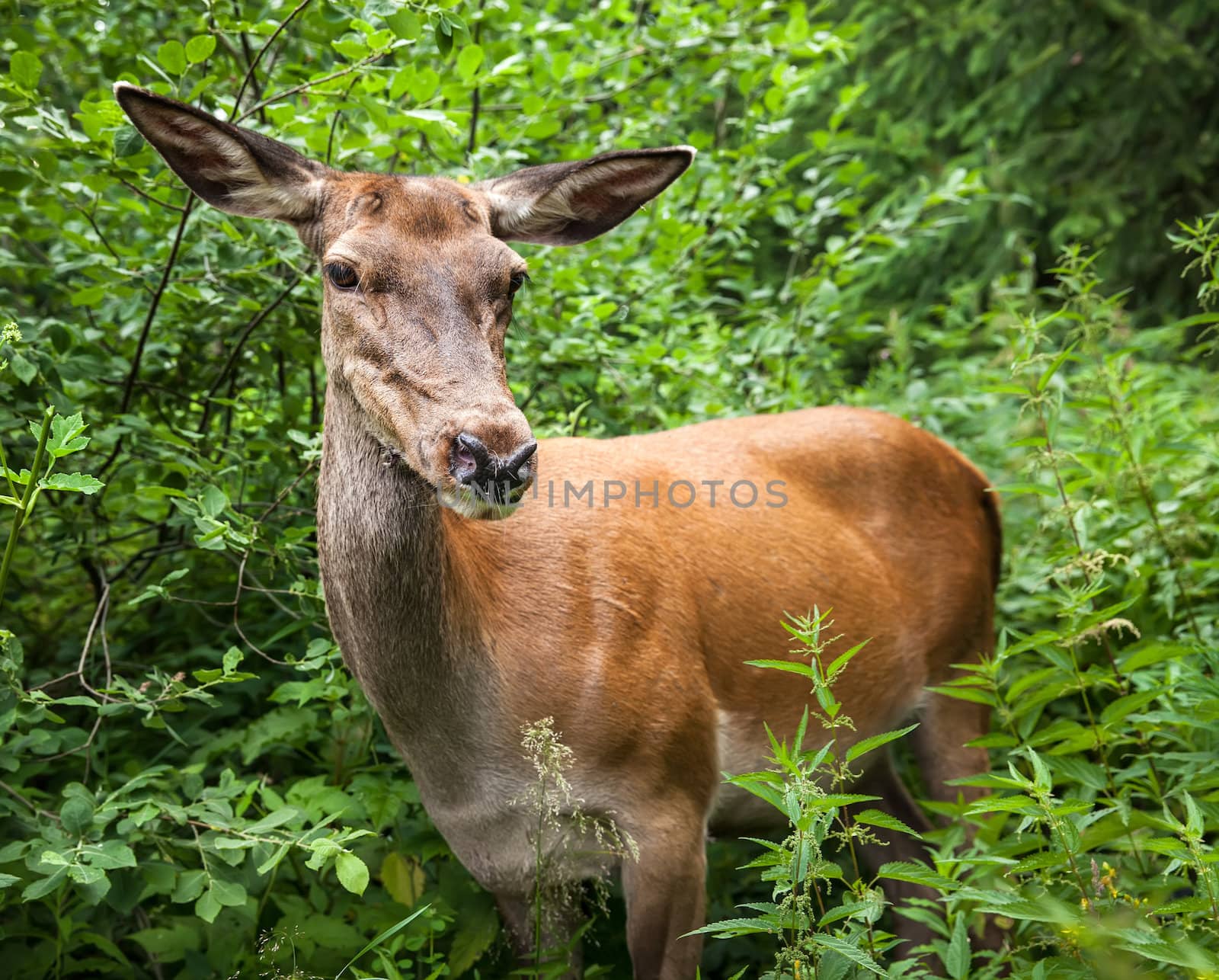 Young deer in the bushes at the edge of the forest looking for food