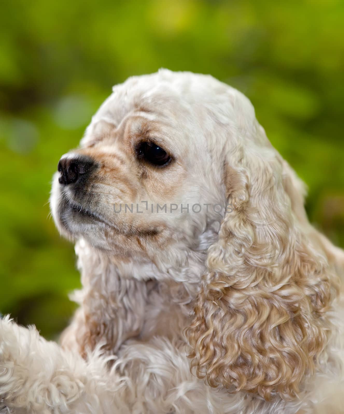 American Cocker Spaniel (1,5 years) on blured background