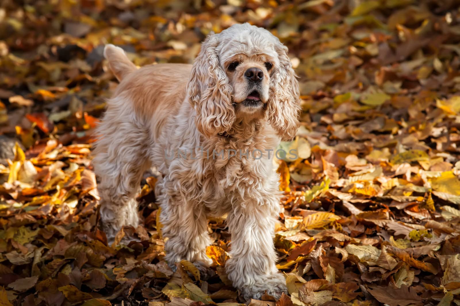 Young American cocker spaniel in autumn forest