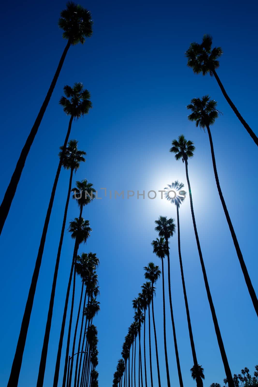 LA Los Angeles palm trees in a row typical California Washingtonia filifera