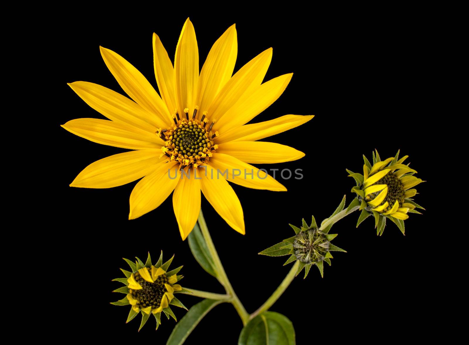 Topinambur. Jerusalem artichoke isolated on black background
