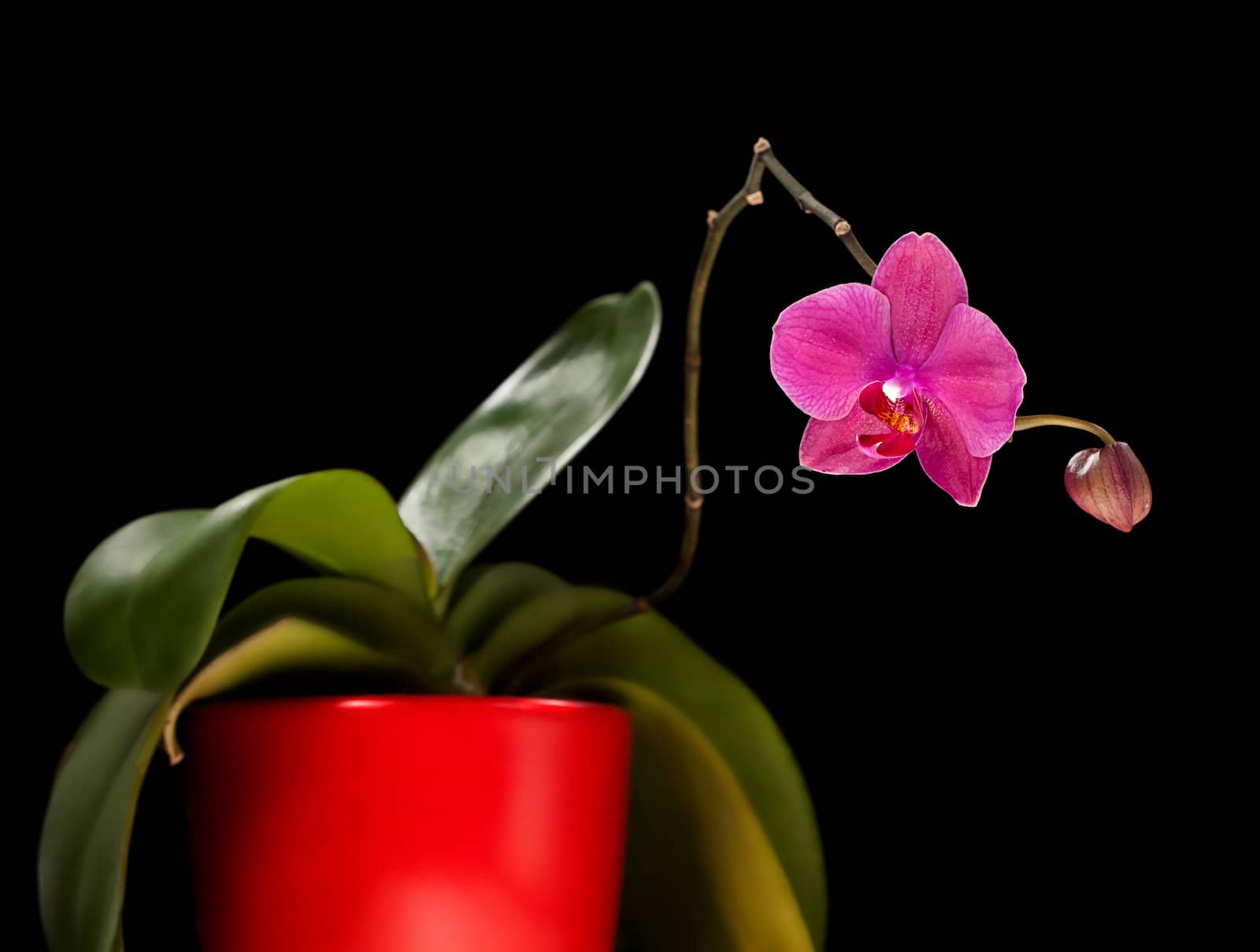 Phalaenopsis. Colorful pink orchid on black background