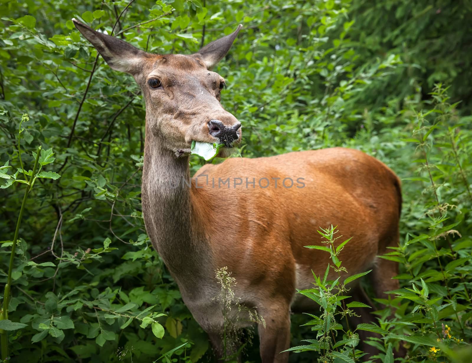 Young deer in the bushes at the edge of the forest looking for food