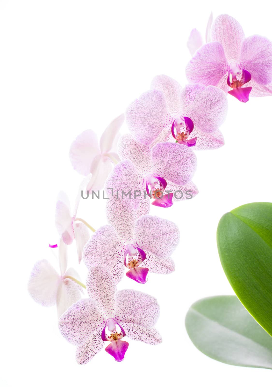 Phalaenopsis. Orchid isolated on white background