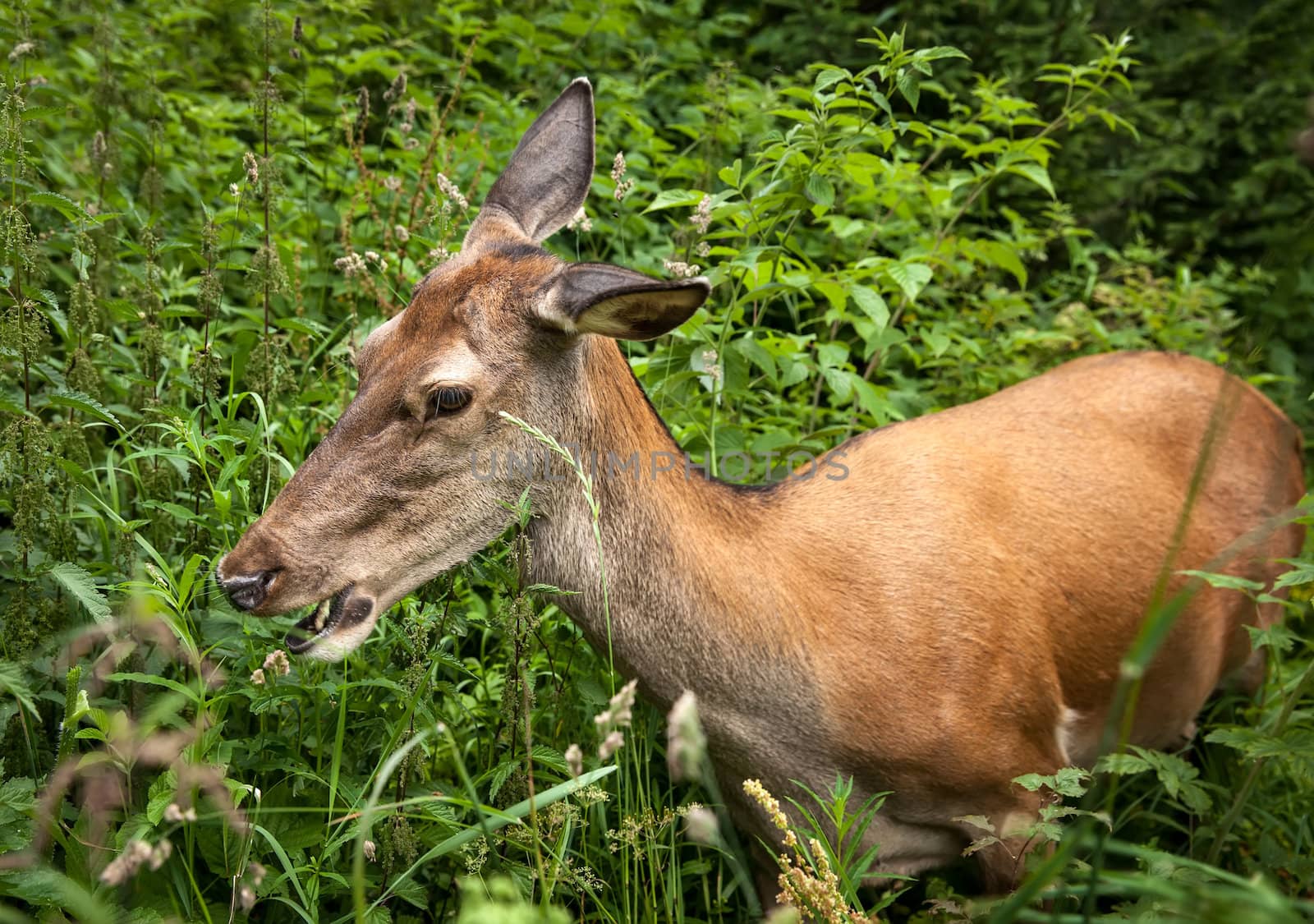 Young deer in the bushes at the edge of the forest looking for food
