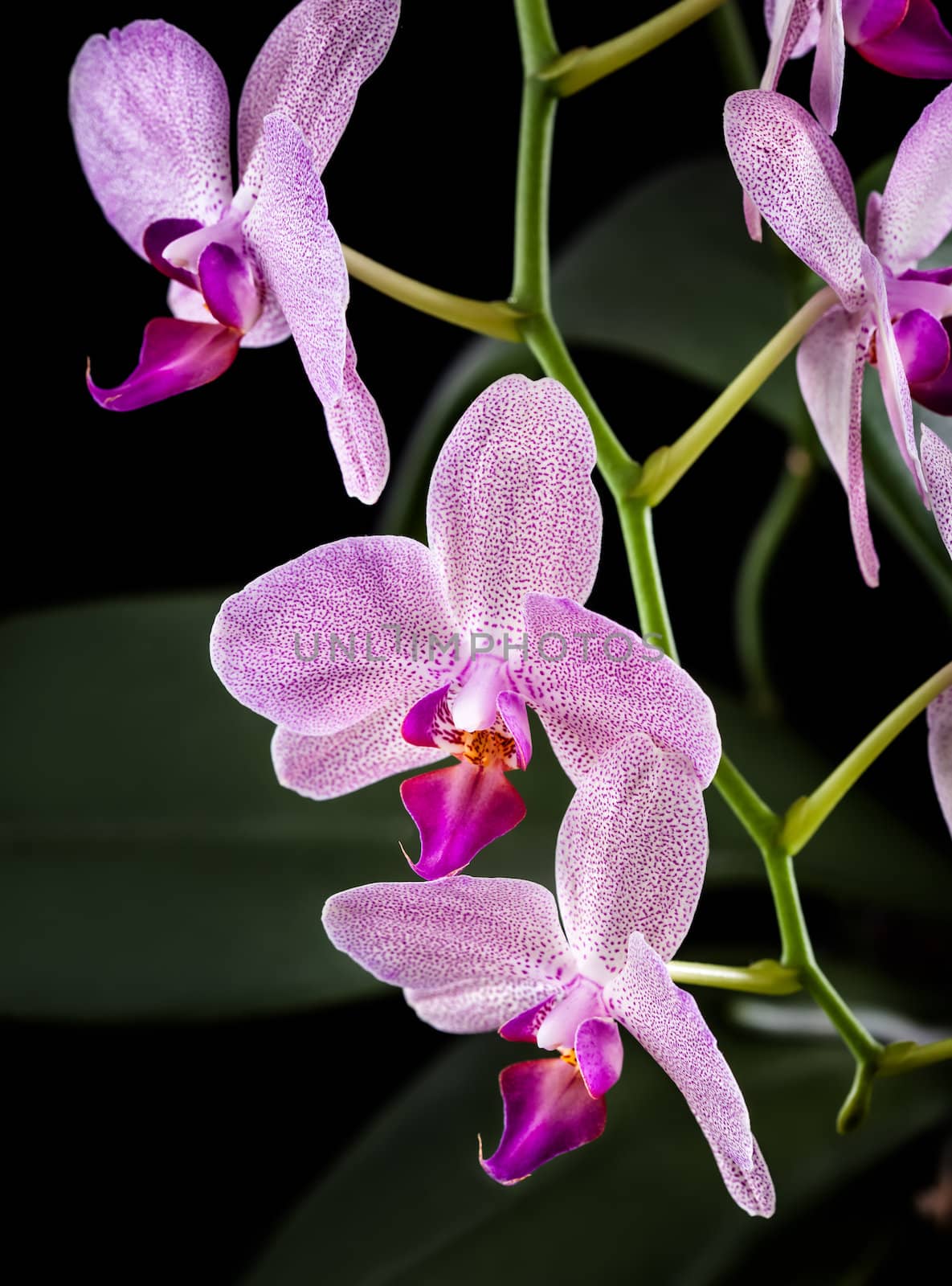 Phalaenopsis. Orchid on black background