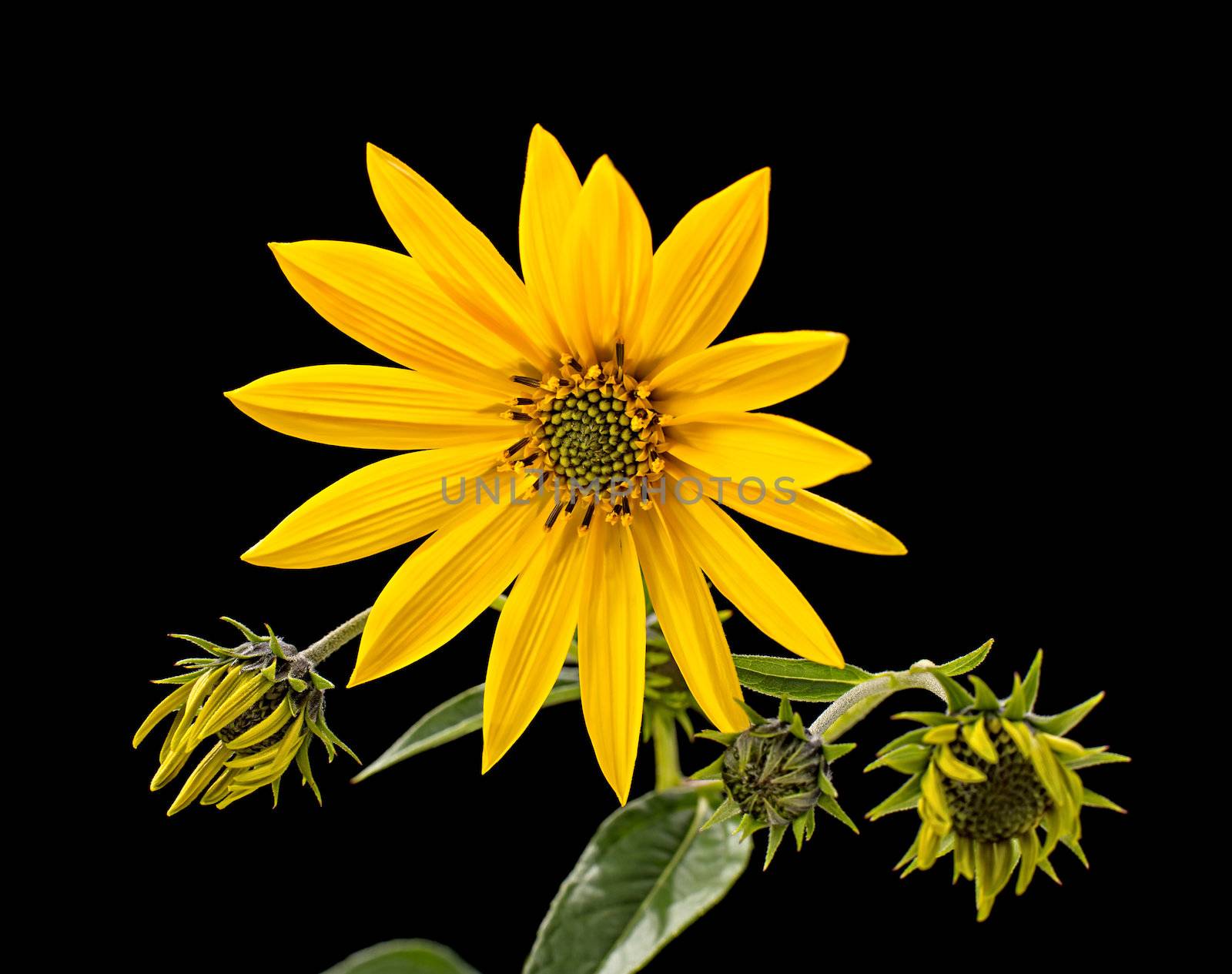 Topinambur. Jerusalem artichoke isolated on black background
