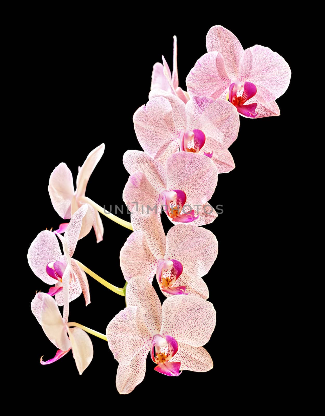 Phalaenopsis. Orchid on black background