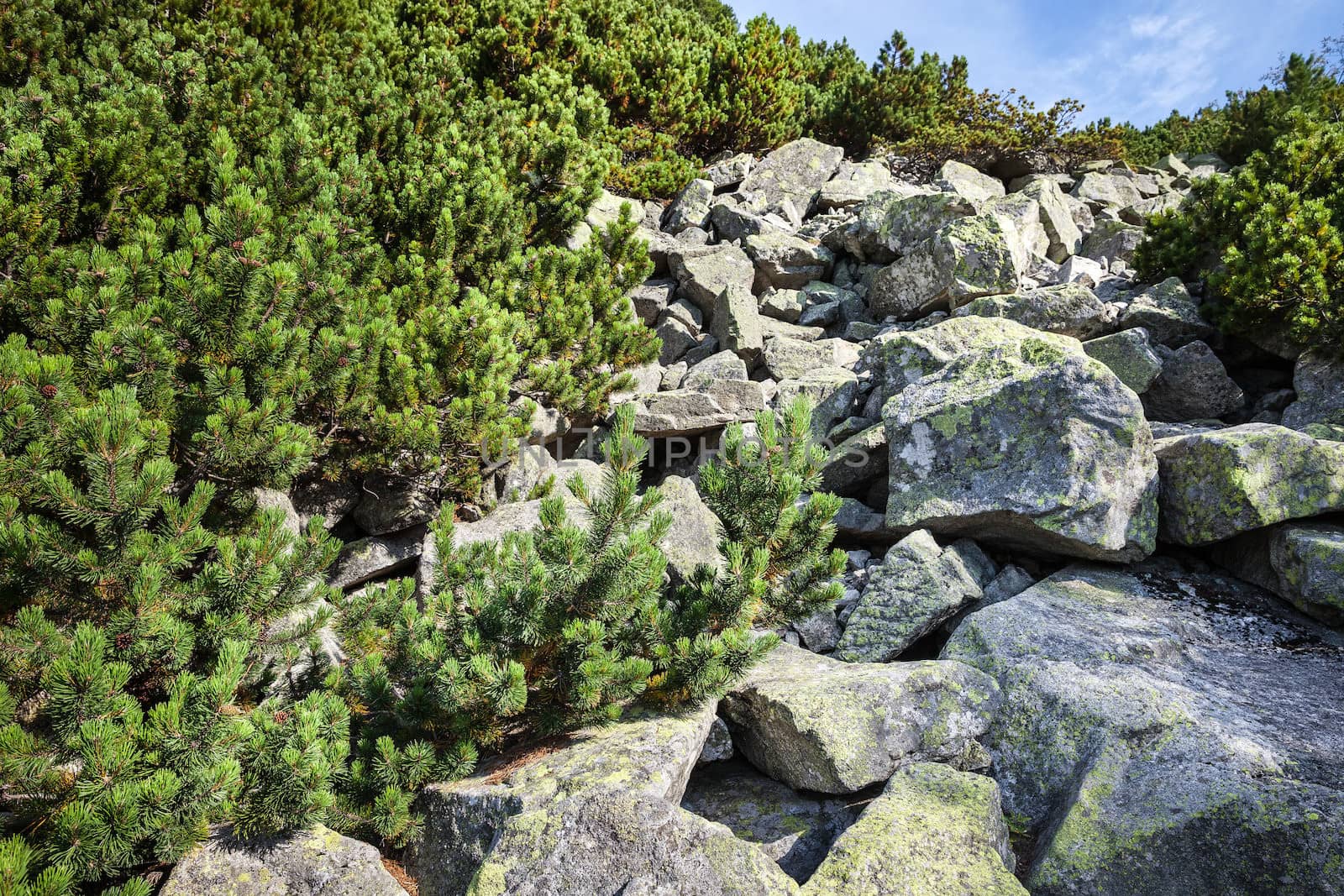 Stones and young pine trees on the slopes of the High Tatras. Slovakia. Europe.