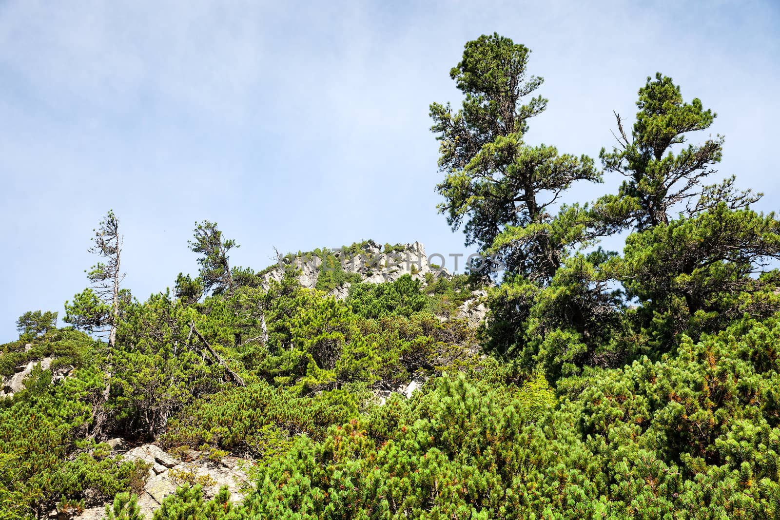 Stones and young pine trees on the slopes of the High Tatras. Slovakia. Europe.