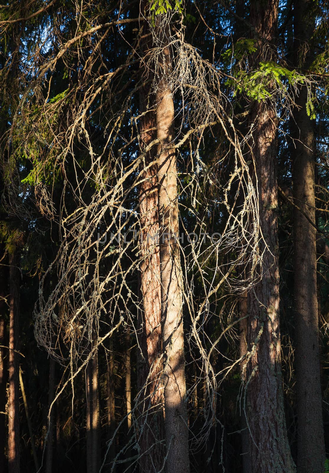 The branches of an old pine tree lit by the rays of the sun