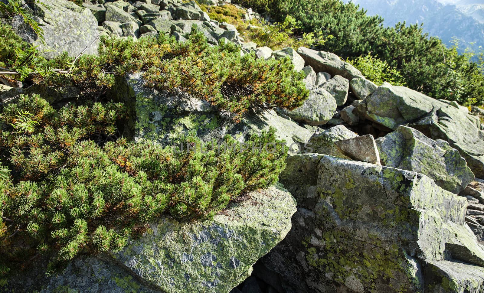 Stones and young pine trees on the slopes of the High Tatras. Slovakia. Europe.