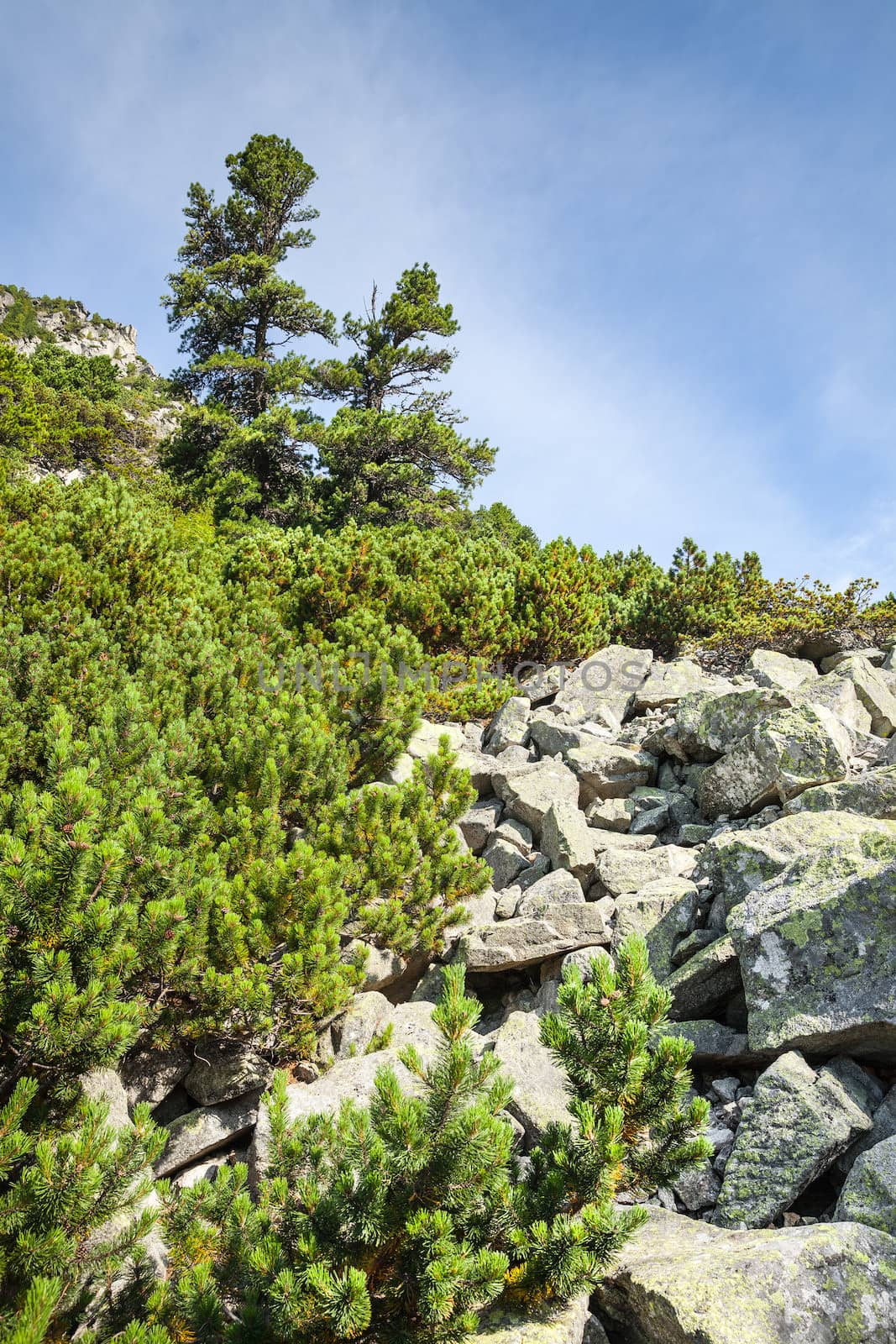 Stones and young pine trees on the slopes of the High Tatras. Slovakia. Europe.