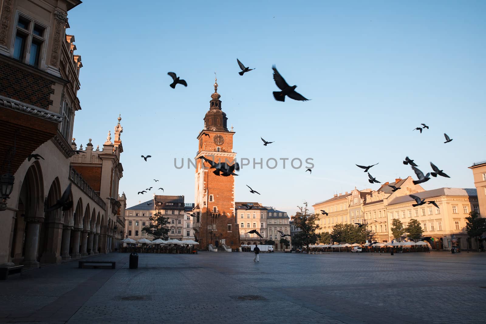 Pigeons in the morning Krakow main market square. Poland, Europe