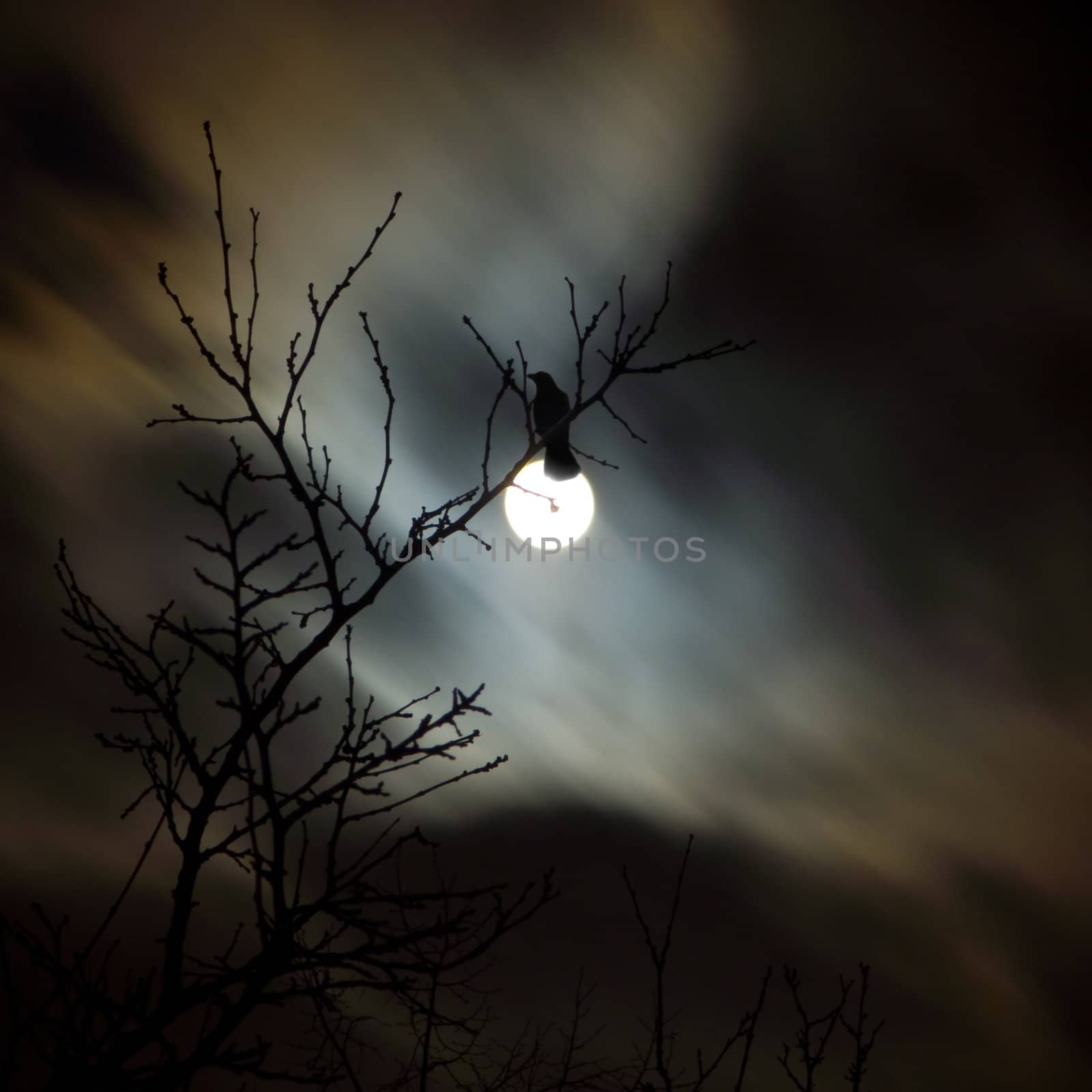 Raven siting on the branch and fullmoon night