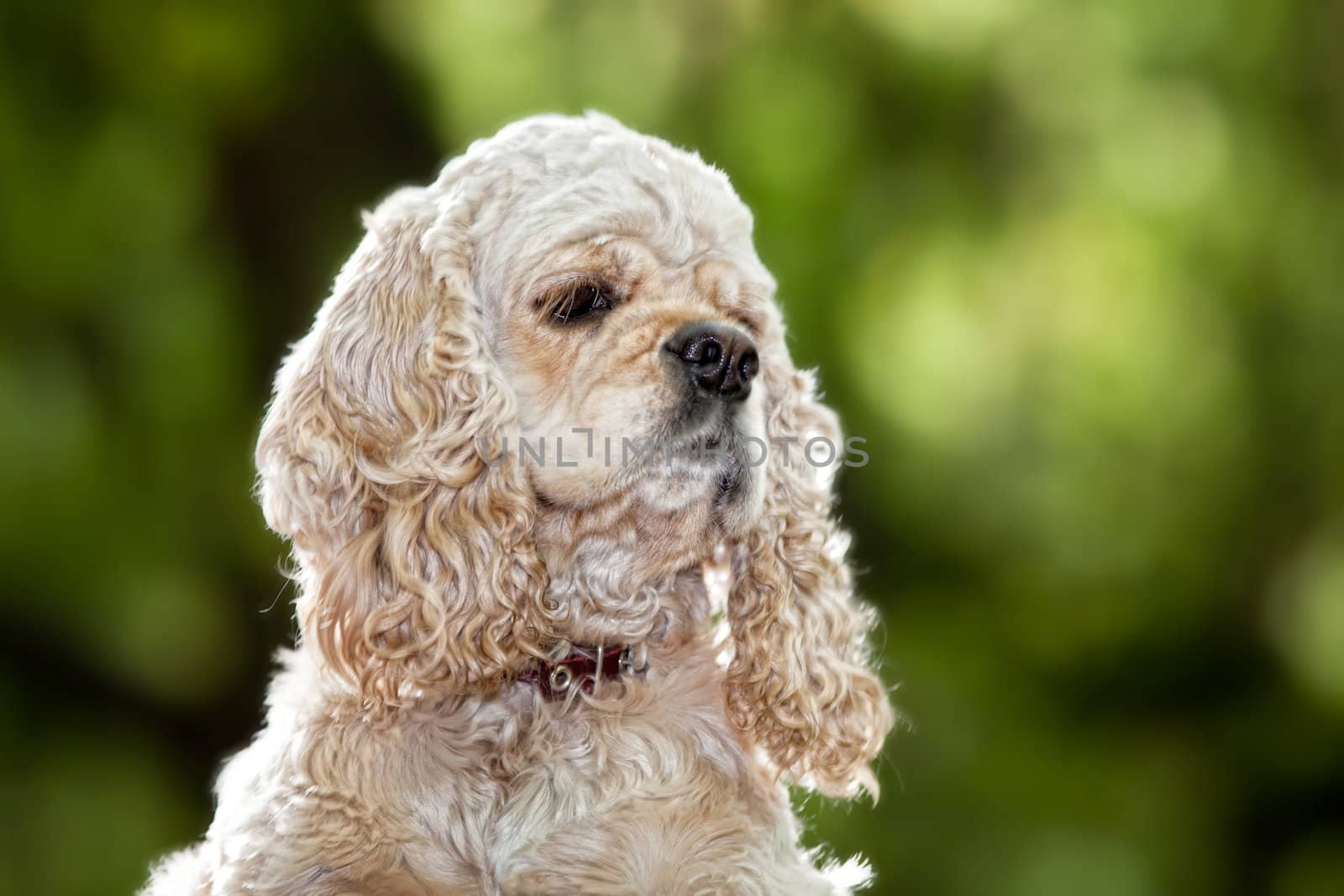 American Cocker Spaniel (1,5 years) on blured background