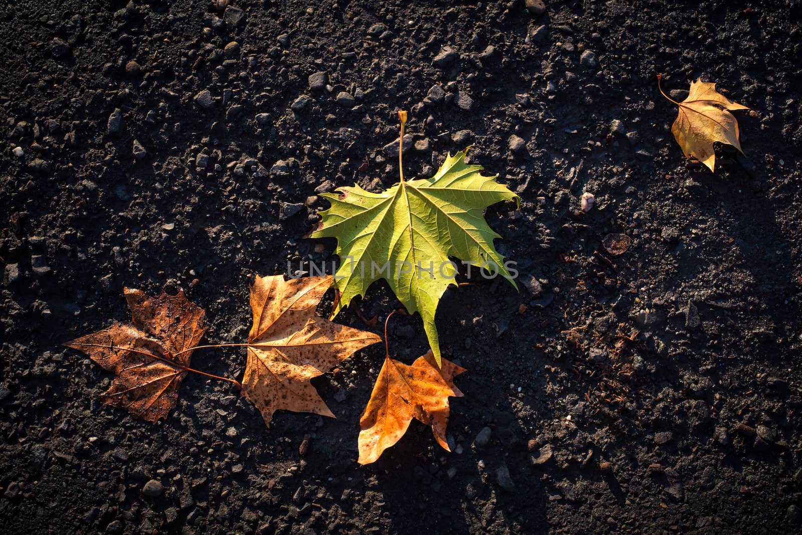 Fallen autumn leaves lying on the asphalt