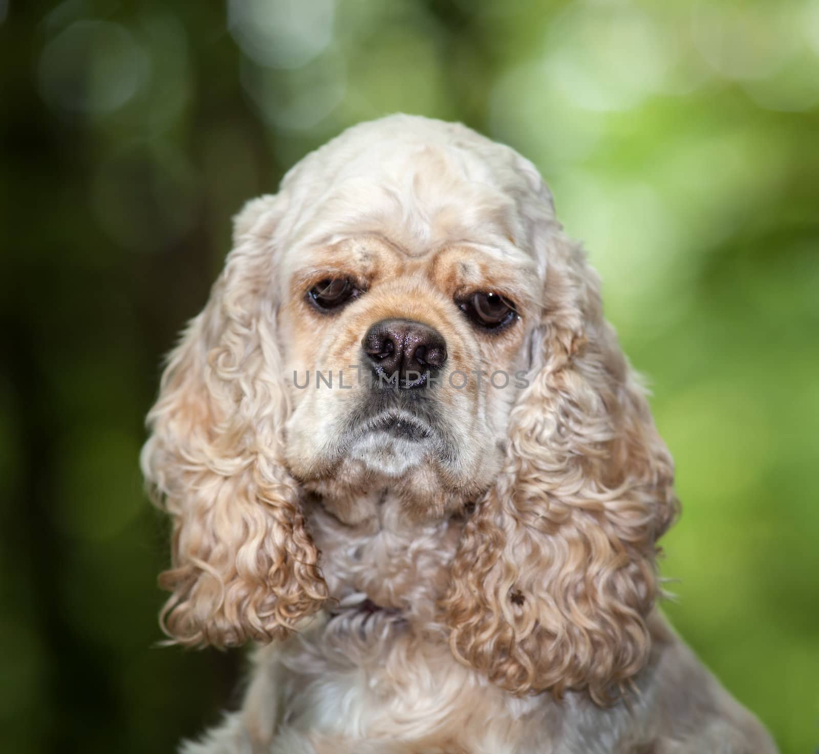 American Cocker Spaniel on blured nature background