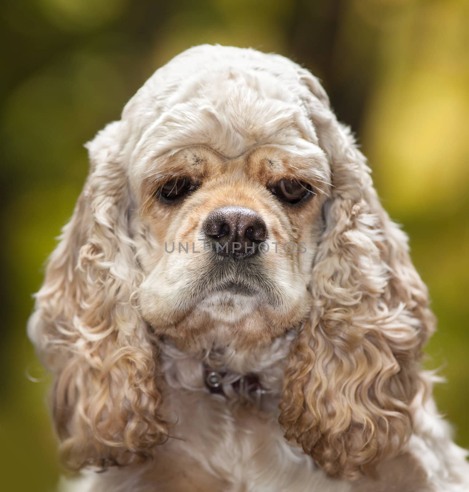 American Cocker Spaniel on blured nature background