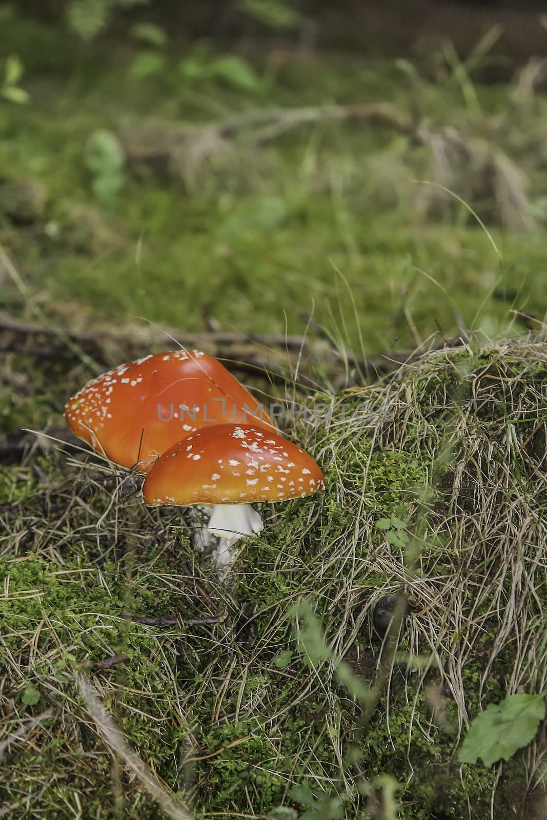 red fly agaric by sk11303