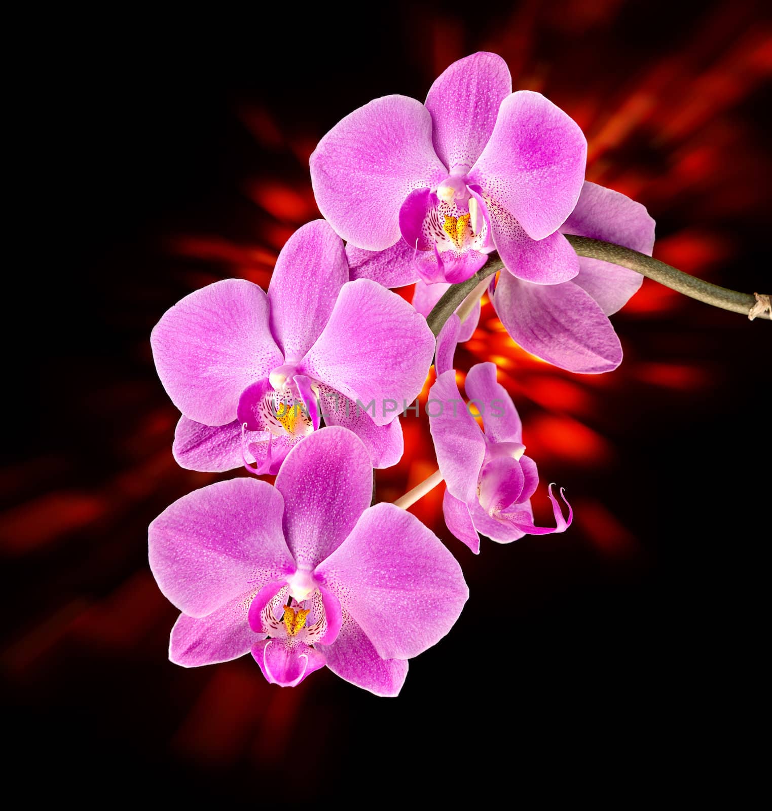 Colorful pink orchid on dark background