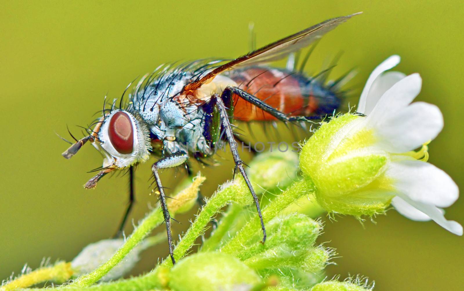 insect fly macro resting on white flower