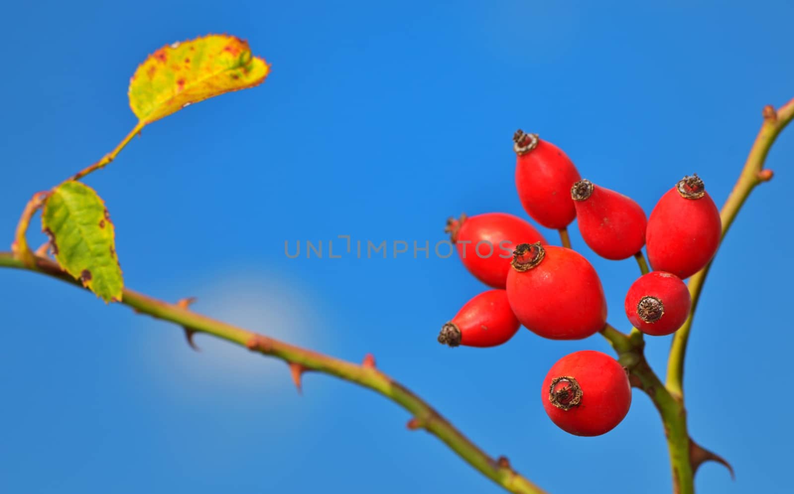 macro Rose hips from the bushes